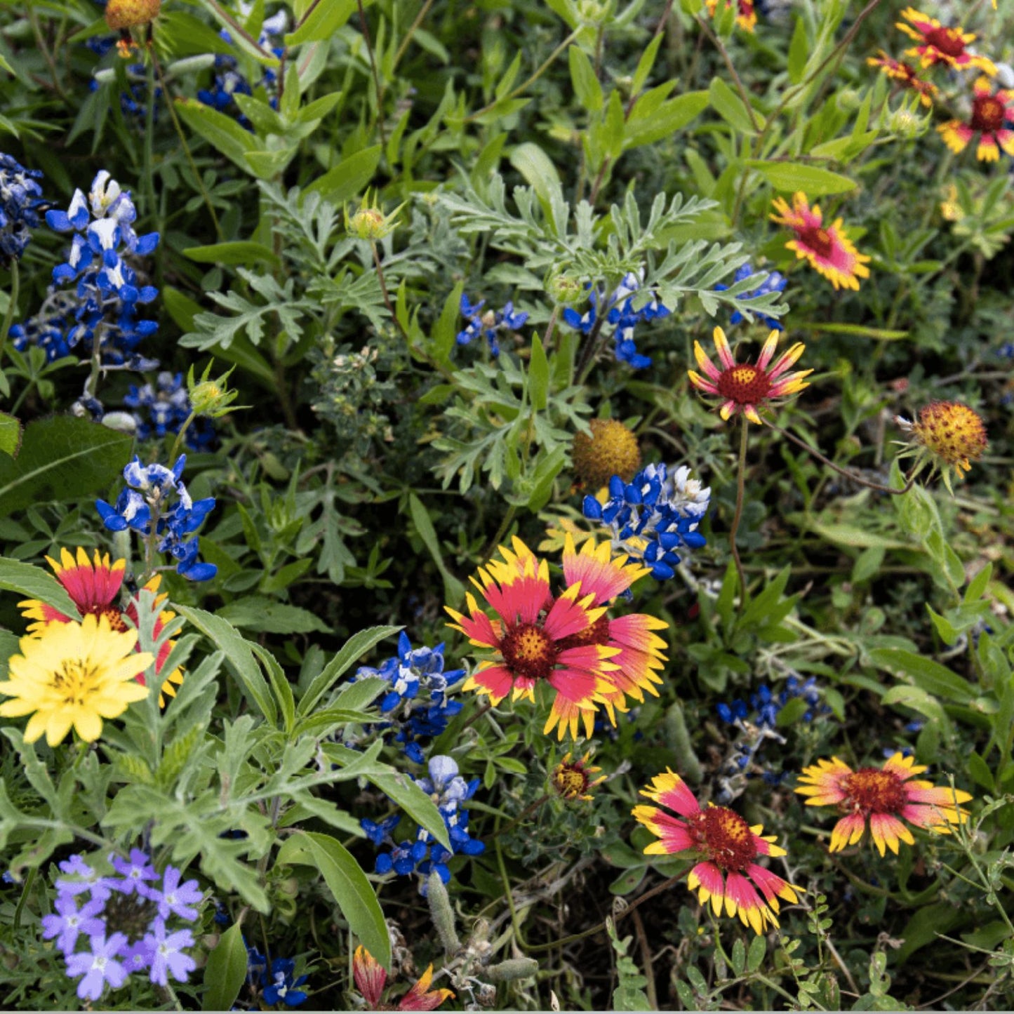 Wildflower Seed Mix - 200+ Seeds - All Blue Blooming Blend - Native Wildflowers - All Blues (Various Species)