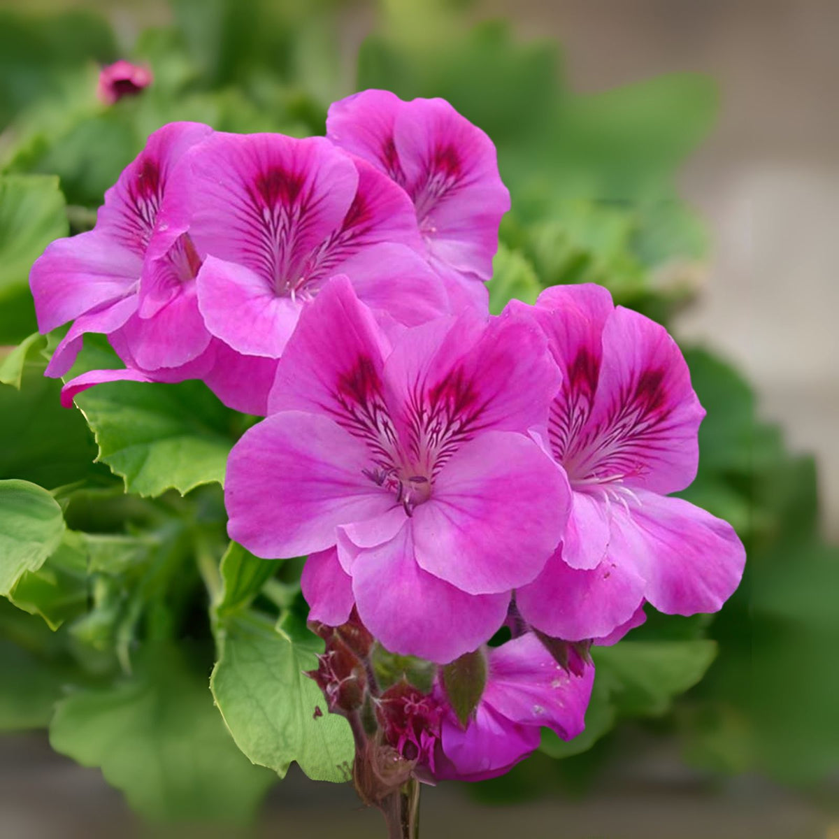 Purple Pink Pelargonium Fancy Regal Geranium Cuttings - 3 x 6" Live Plant - Ideal for Gardens and Indoor Decor