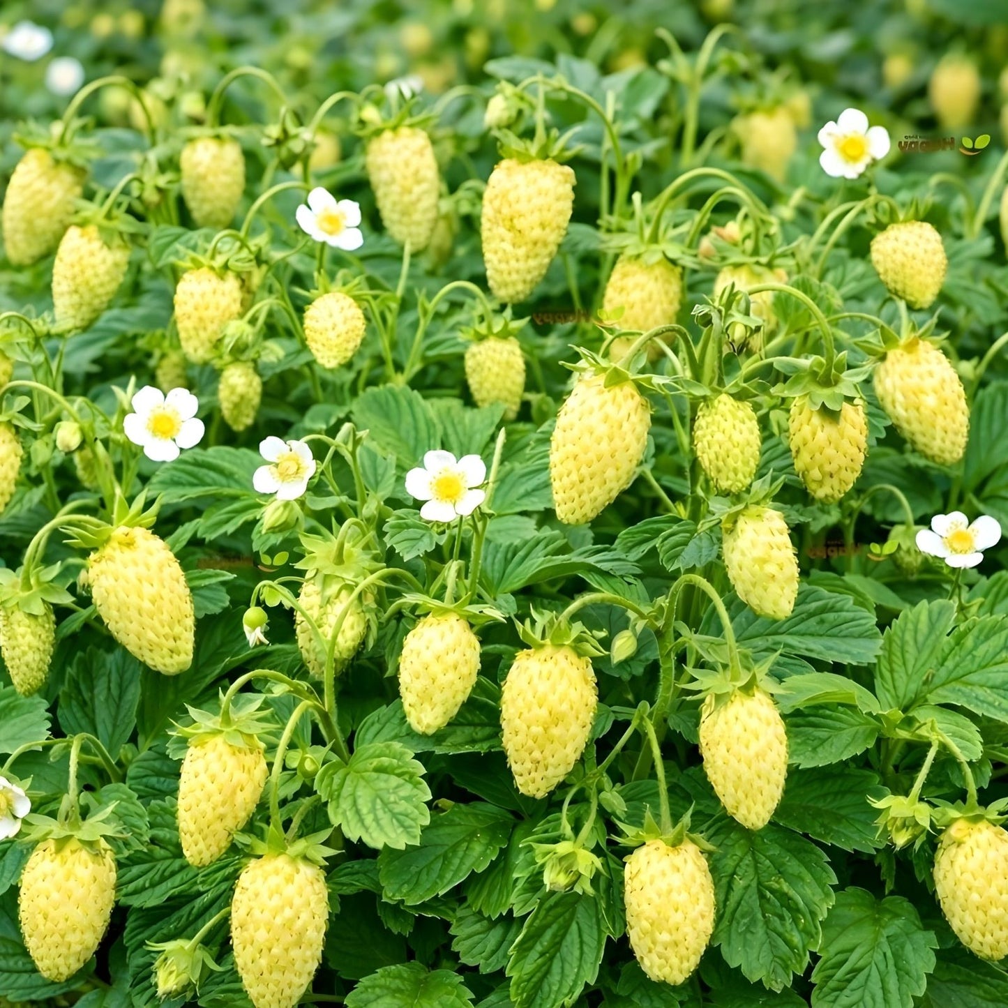 Yellow Wonder Strawberry Seeds - 50 Non-GMO Fragaria x ananassa Fruit Planting Seeds
