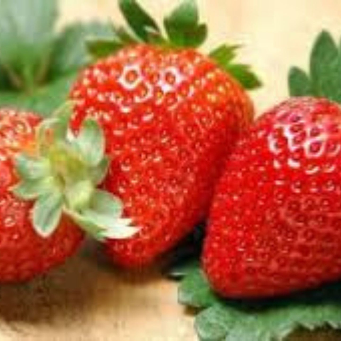 White Strawberry Seeds 500 Count Pineberry Variety Made in USA Ships from Iowa