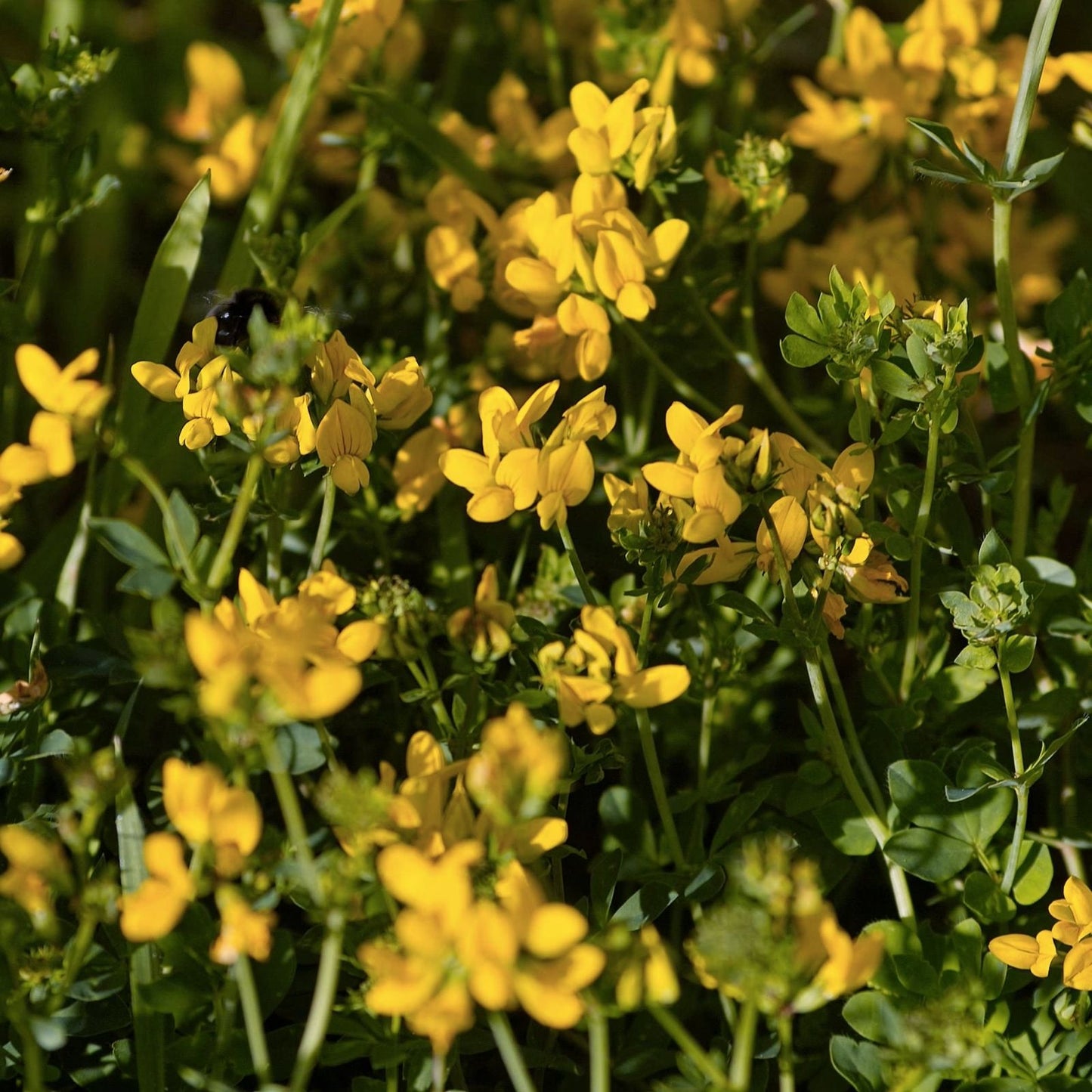 Birdsfoot Trefoil Seed 5 Pounds Forage Legume Pasture Hay Silage Medicago lupulina
