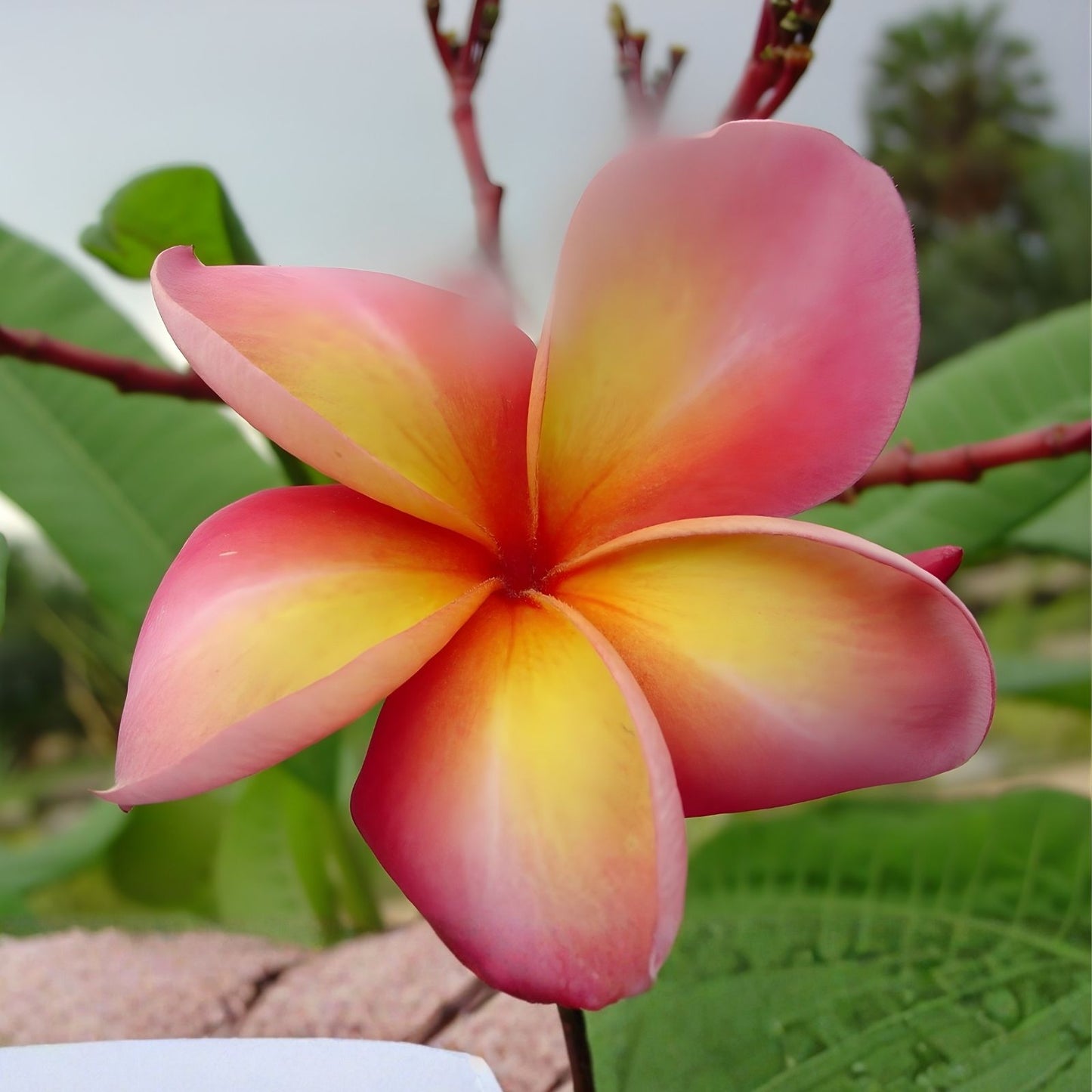 Polynesian Sunset Plumeria Plant Cutting - Rooted Tropical Flowering Plant - Plumeria spp.