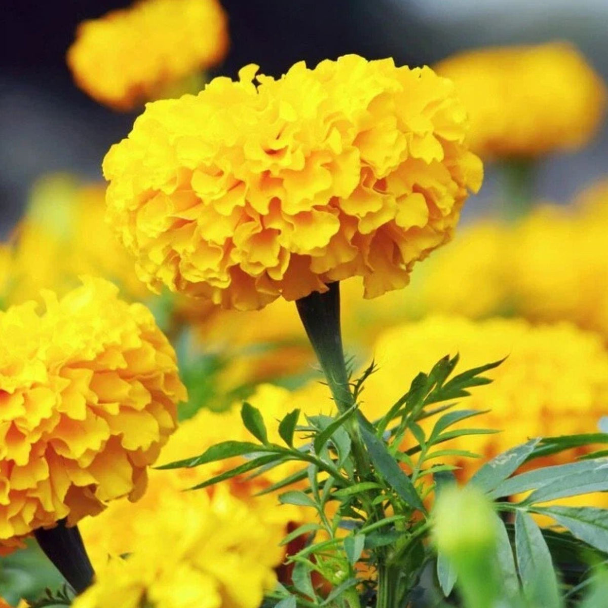 Oriental Marigold Flower Seeds 50 Count - Vibrant Orange Tagetes erecta Garden Flower Seeds