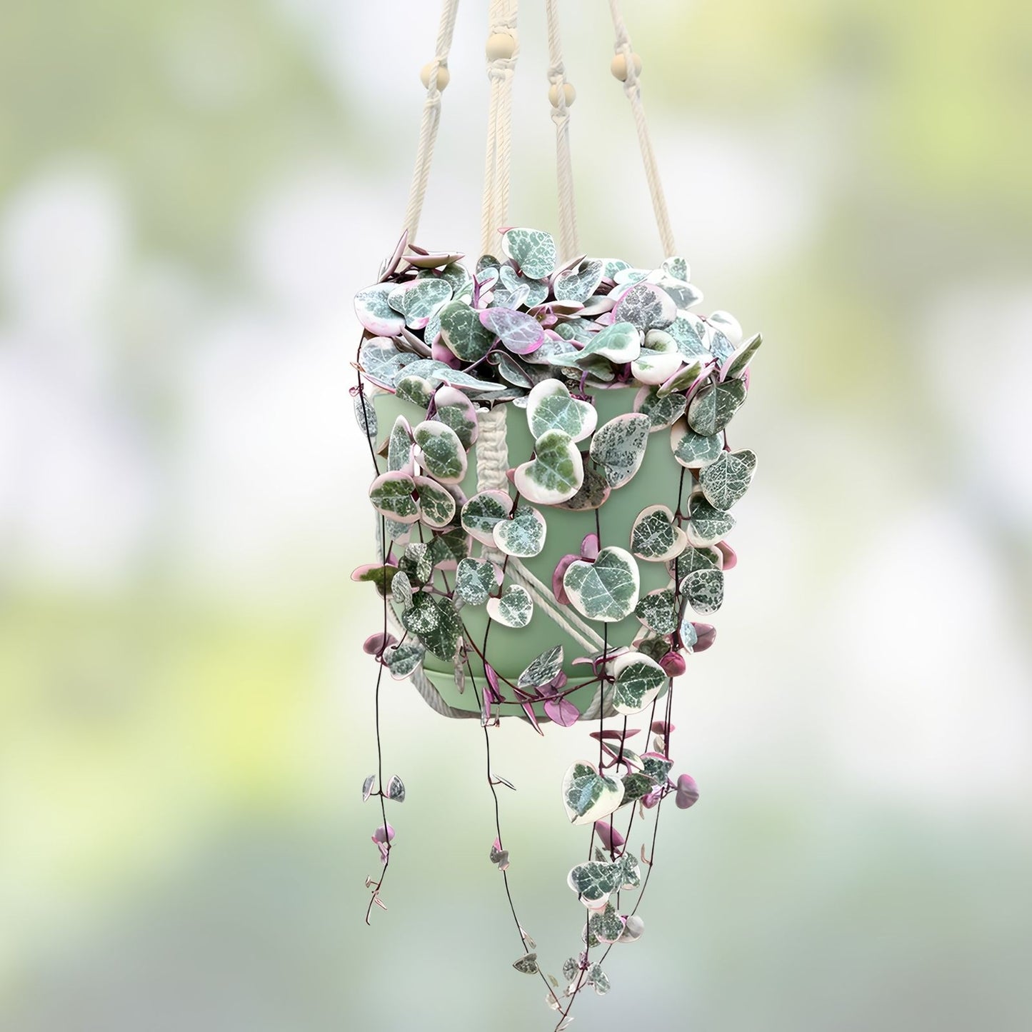 Variegated String of Hearts Plant 3" Pot | Rare Ceropegia woodii variegata Trailing Houseplant