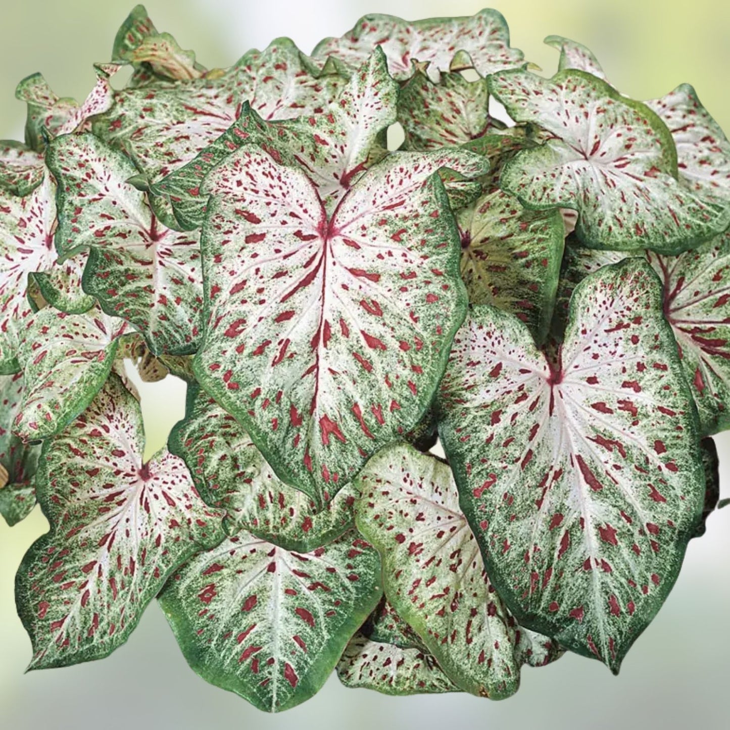 Caladium Bulbs Gingerland Variety Tropical Foliage Caladium bicolor Indoor Garden Plant