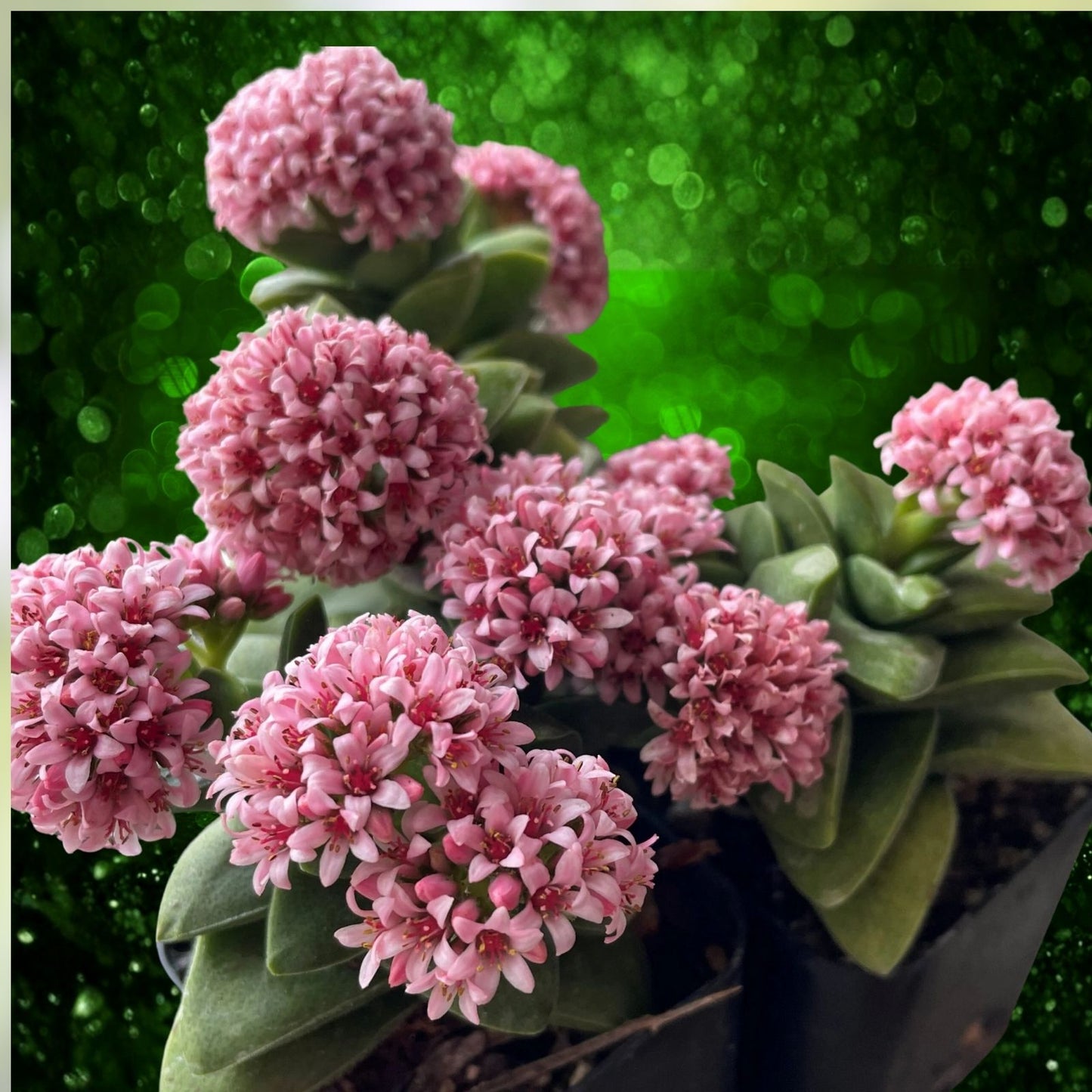 Succulent Plant 1 Rooted Crassula 'Bride's Bouquet' Grayish Green Leaves Pink Flowers Live Plant
