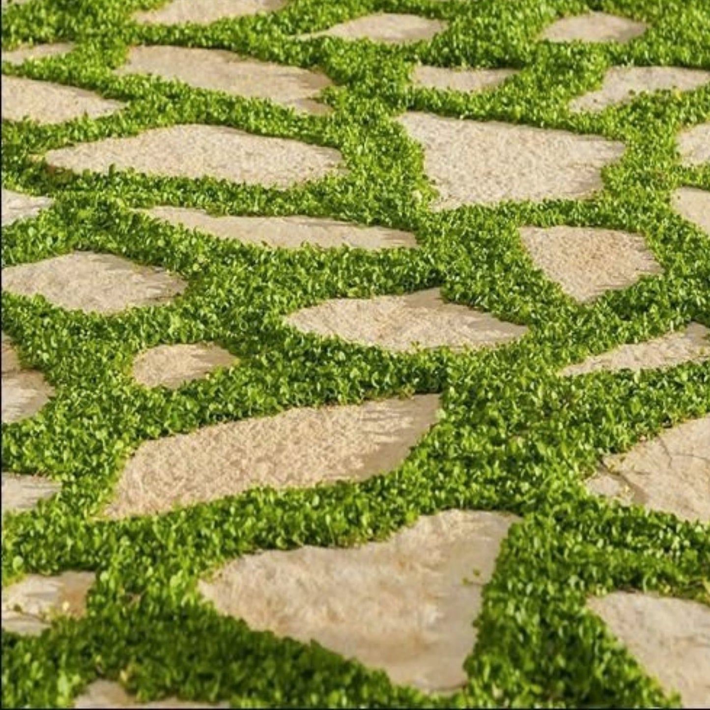 Dichondra Repens Seeds 1000 Count Evergreen Lawn Ground Cover Jocad Variety, Low-Growing, Shade Tolerant, Ornamental Plant