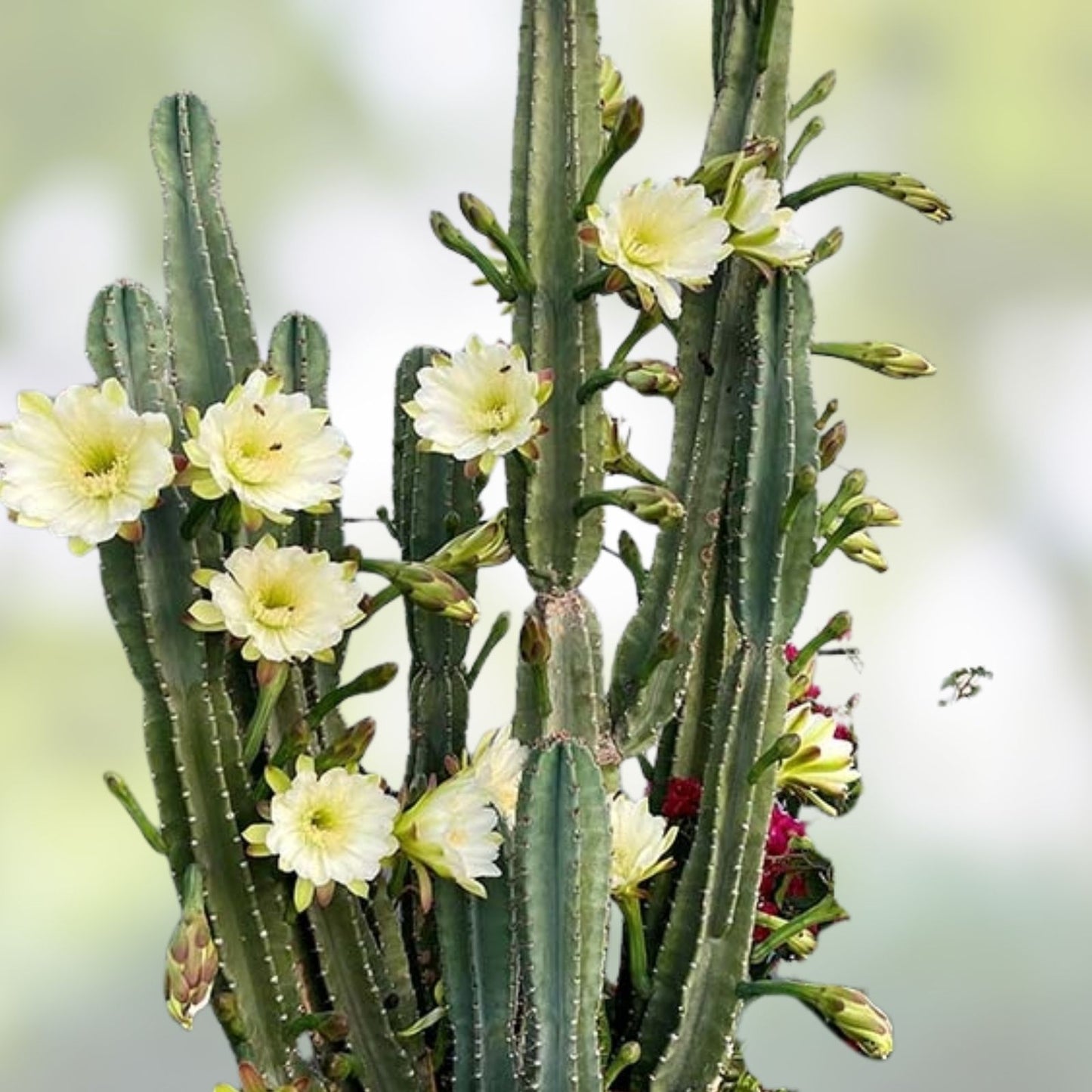 Cereus Peruvianus Cuttings - 6-8 Inch Peruvian Apple Cactus - Set of 2 - Succulent Plant, Desert Cactus, Cereus repandus