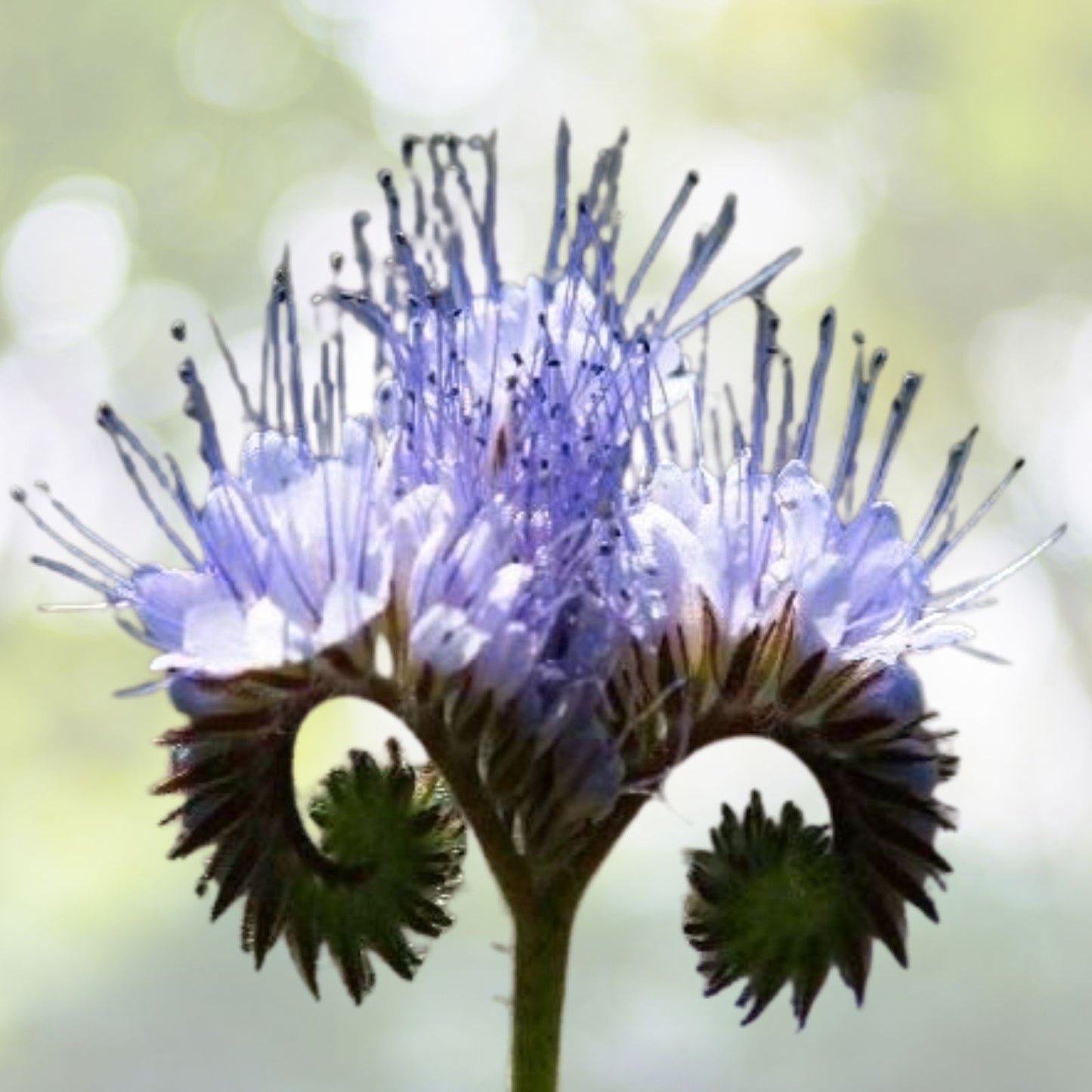 Lacy Phacelia Seeds | 1700+ Purple Edible Seeds | Tanacetifolia