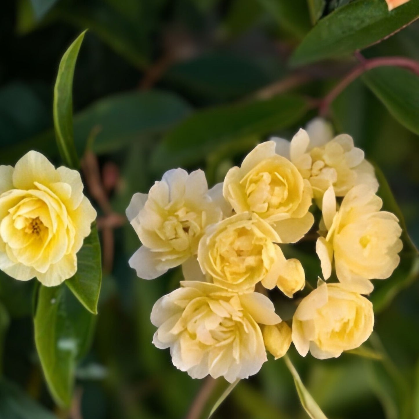 Yellow Lady Banks Climbing Rose Cuttings 4 Pack Thornless Rosa banksiae 'Lutea' Garden Planting Material