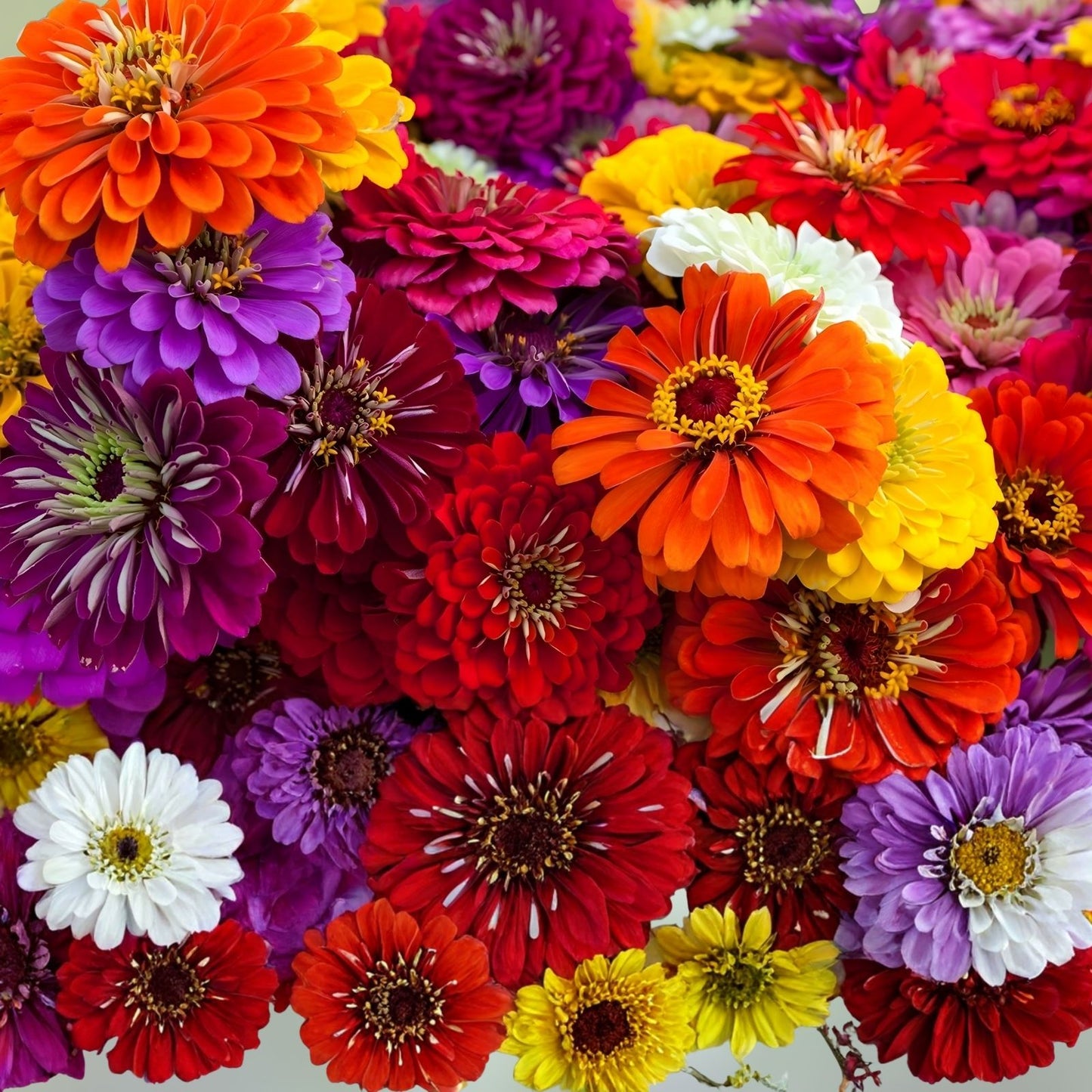Giant California Zinnia Seeds 250+ - Vibrant Mixed Colors - Zinnia elegans Flower Seeds for Garden, Cut Flowers, Bright Blooms