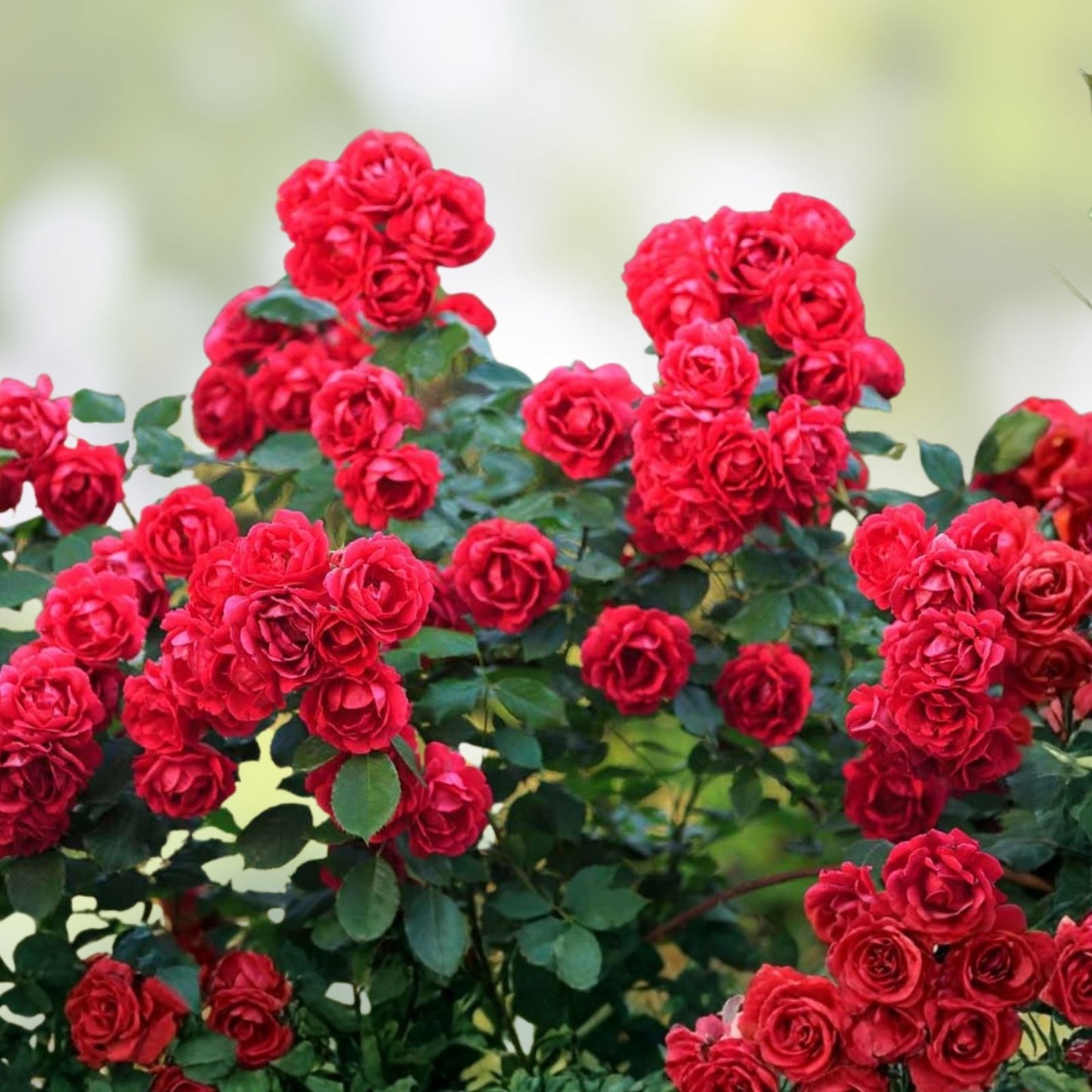 Red Rose Bush Live Plant 1-2' Olympiad Variety Rosa hybrida AARS Winner 1984 Shrub