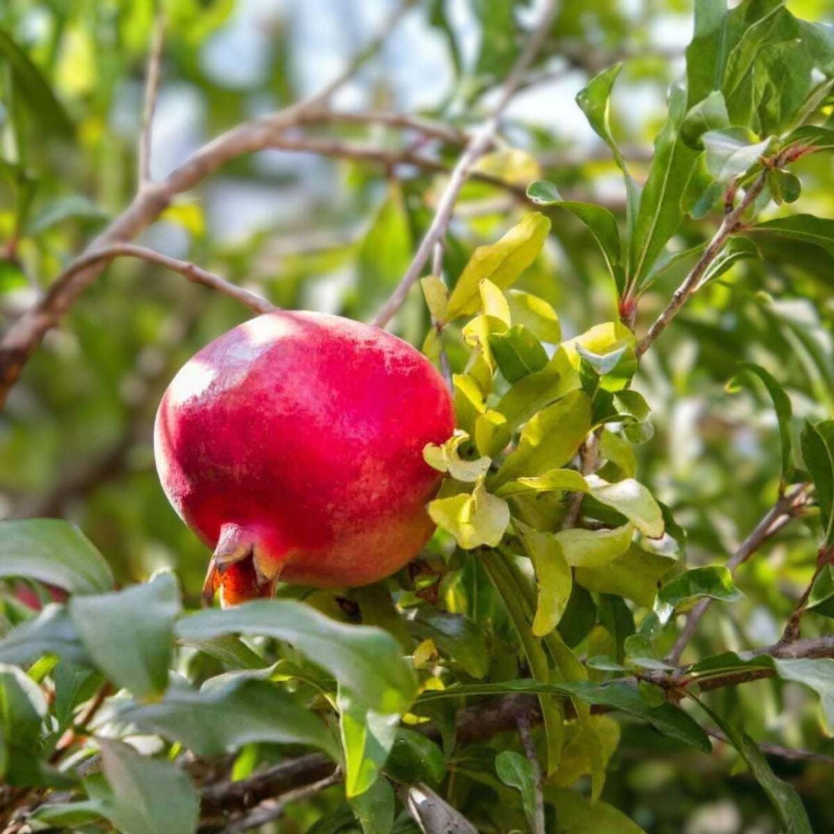 Rare Organic White Pomegranate Cuttings – 10 Premium Propagation Cuttings – Punica granatum – Fruit Bearing, Organic, Live Plant Material