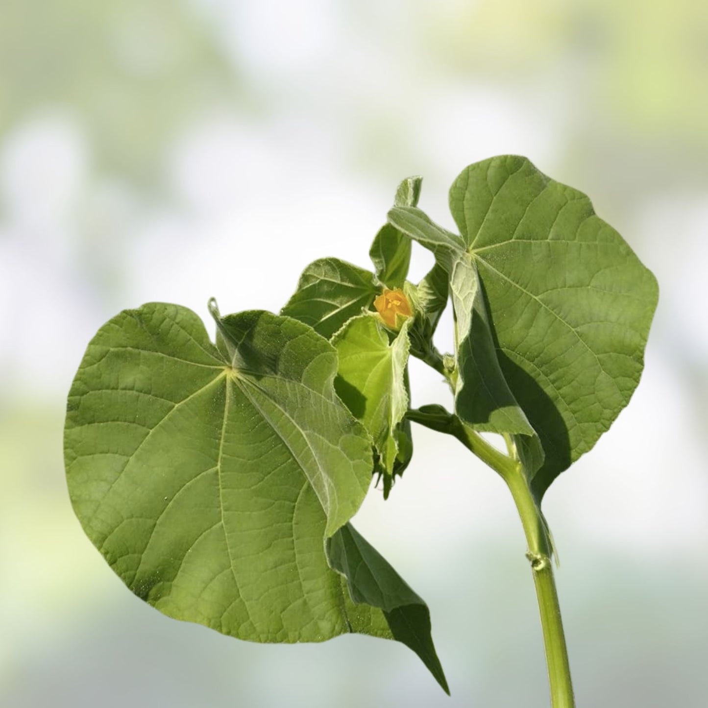 Velvetleaf Plant Seeds - 50 Seeds - Abutilon th - Button Bush Flower Seeds - Easy to Grow Garden Plants