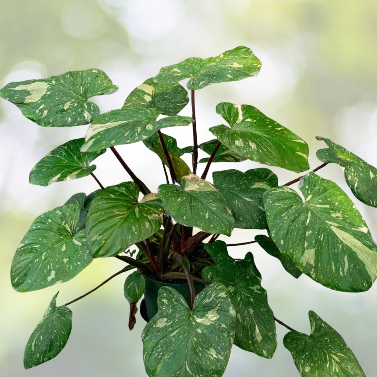 Homalomena Rubescens Variegated Plant in 6" Pot | Unique Indoor Foliage Houseplant | Low Maintenance Greenery