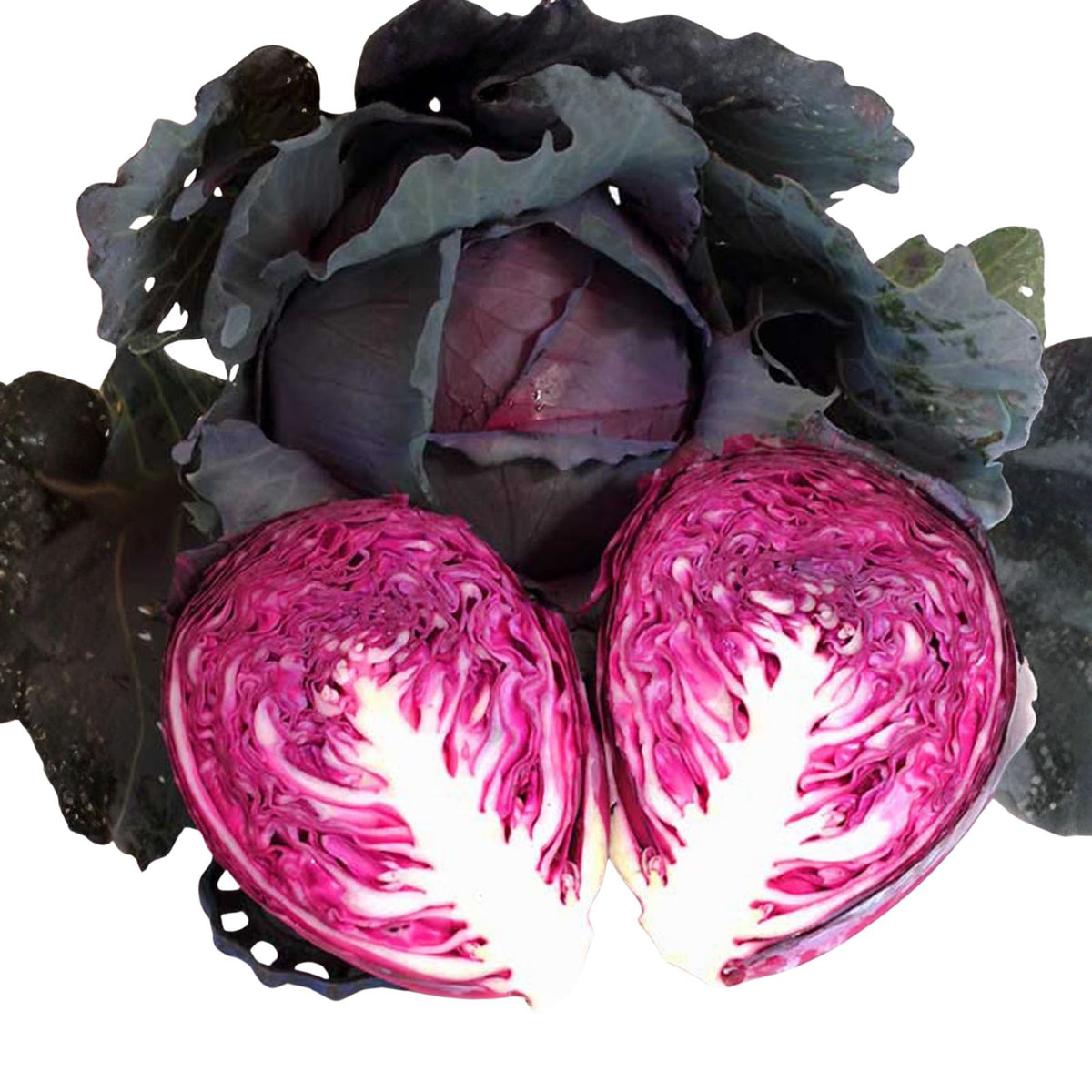 Red Acre Cabbage Seeds - Heirloom Non-GMO 500 Seeds Brassica oleracea for Gardening, Vegetables, Organic Farming