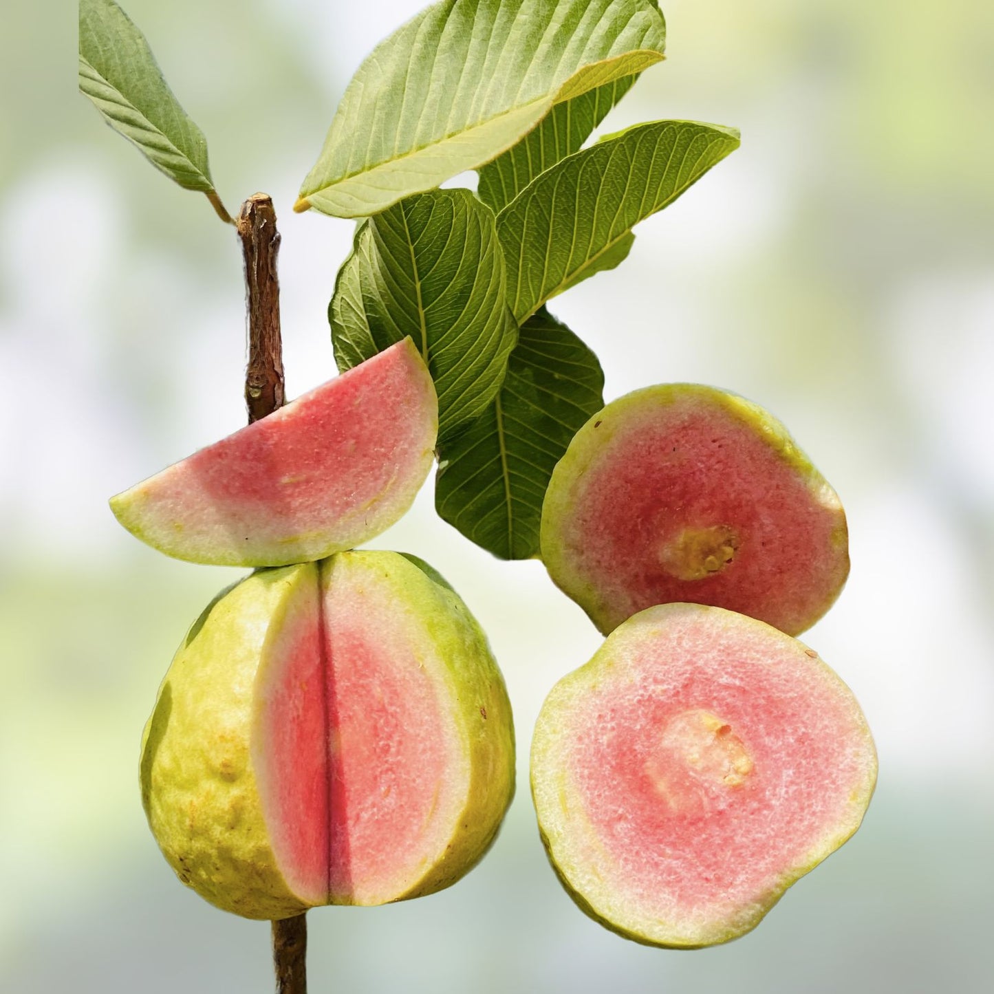 Guava Fruit Tree Seeds 100 Pack - Tropical Exotic Fruit - Psidium guajava - Edible Fruit Plant for Garden and Landscaping