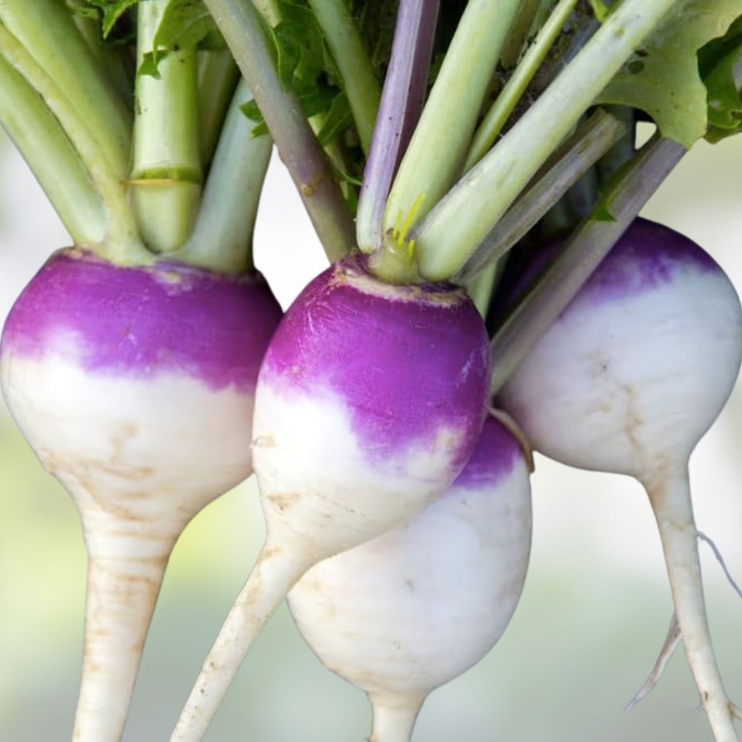 Turnip Seeds for Planting - Purple Top Variety - Non-GMO Heirloom Brassica rapa Vegetable Seeds
