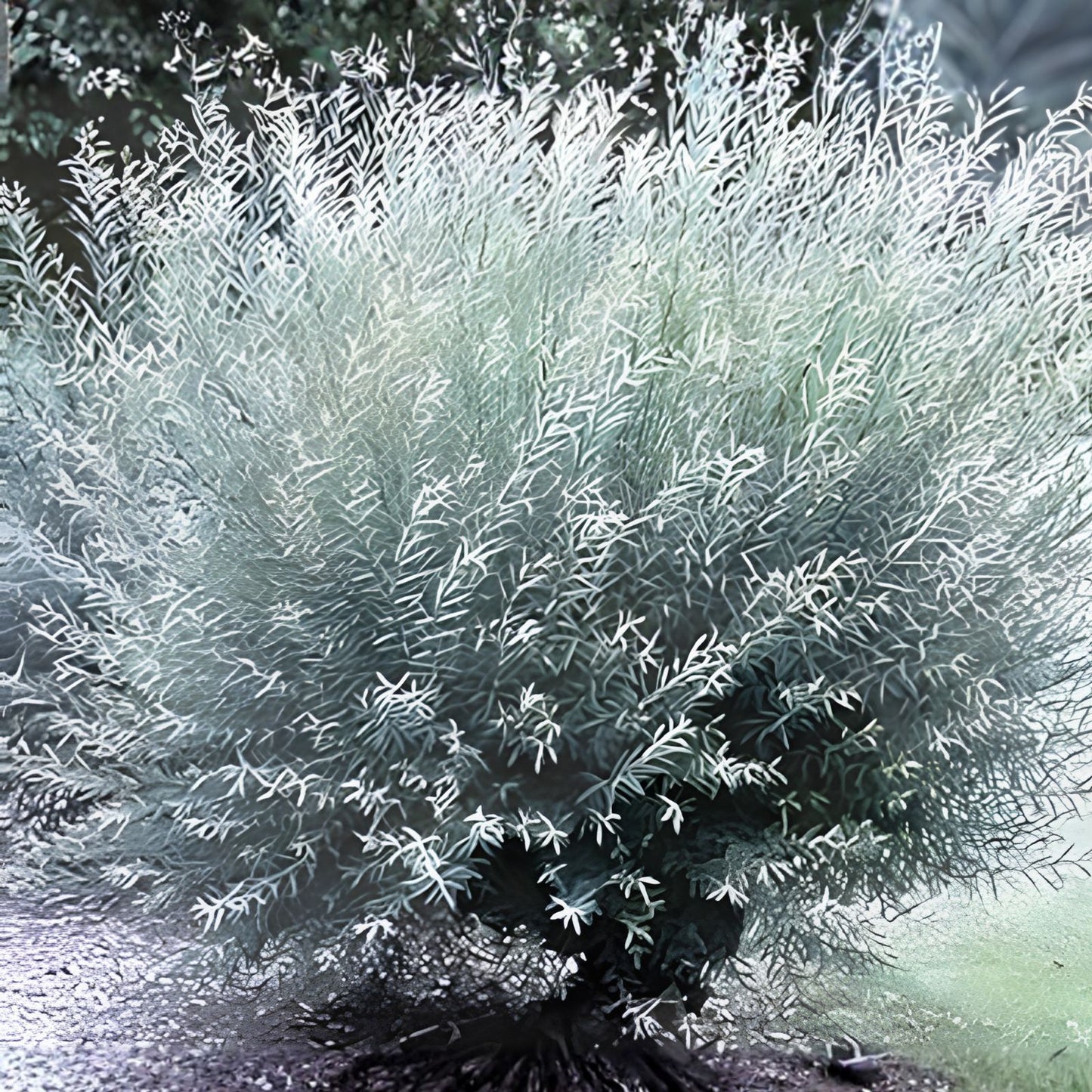 Willow Bush Cuttings 2 Baskets Salix purpurea Prized Branches for Wreaths and Crafts