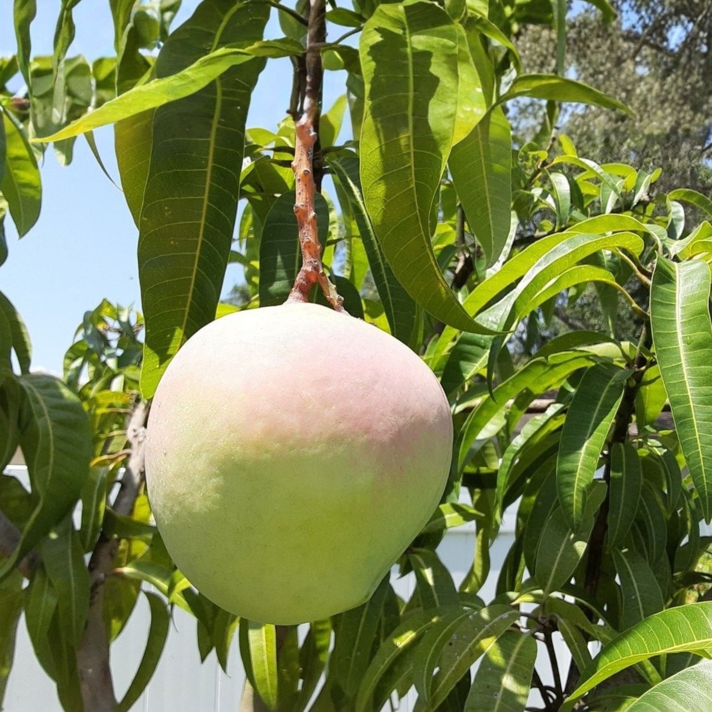 Mango Grafting Cuttings - 3 Rosigold Bud Wood for Fruit Tree Propagation - Mangifera indica Tropical Mango Tree Scions