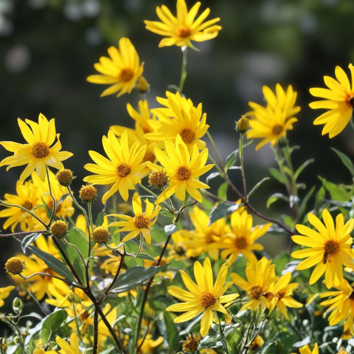 Organic White Sunchoke Tubers for Planting - Non-GMO Jerusalem Artichoke - Helianthus tuberosus - Heirloom Edible Plants