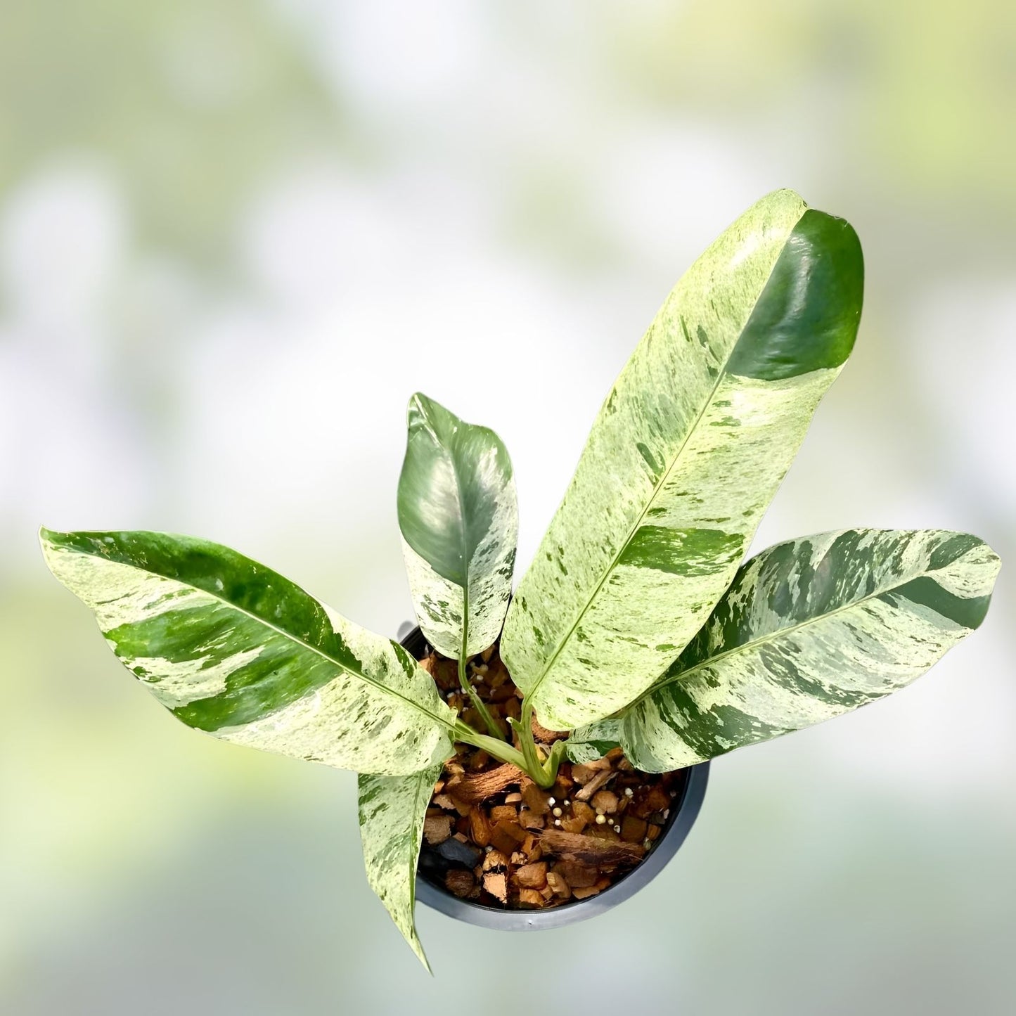 Variegated Epipremnum Giganteum Blue Java Tricolor Plant – Rare Indoor Houseplant, Non-Monstera Variety