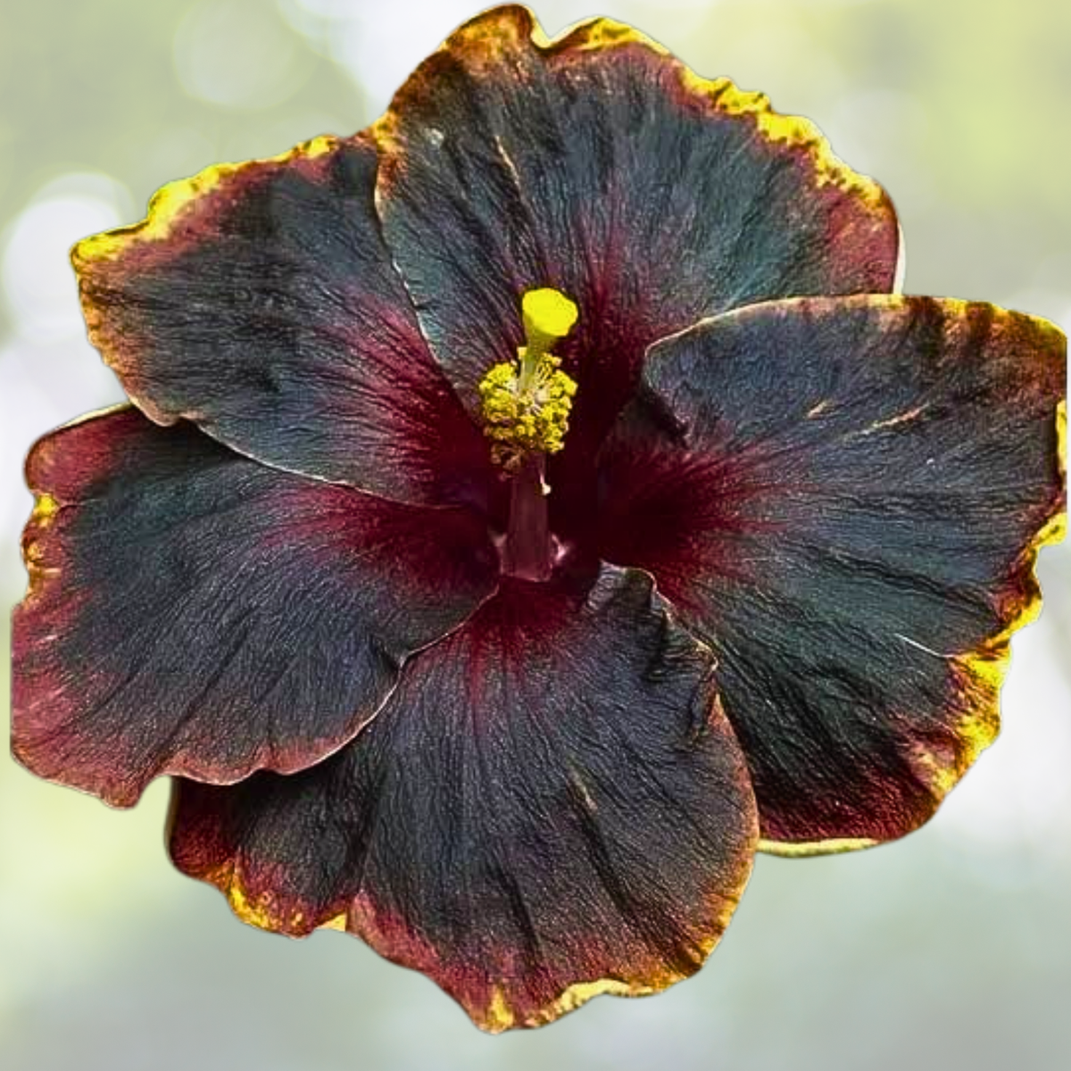 30pcs Rare Hibiscus Seeds - Non-GMO Heirloom Variety for Garden - Hibiscus rosa-sinensis
