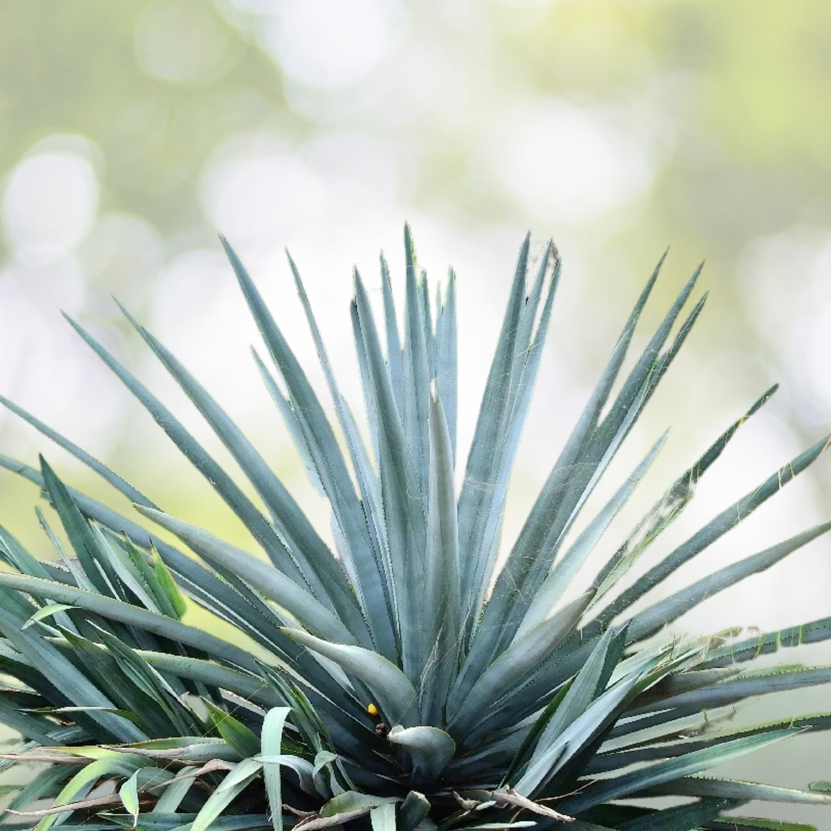 Blue Agave Plant - Large Tequila Agave Azul - Agave Tequilana - Easy-Care Indoor/Outdoor Succulent