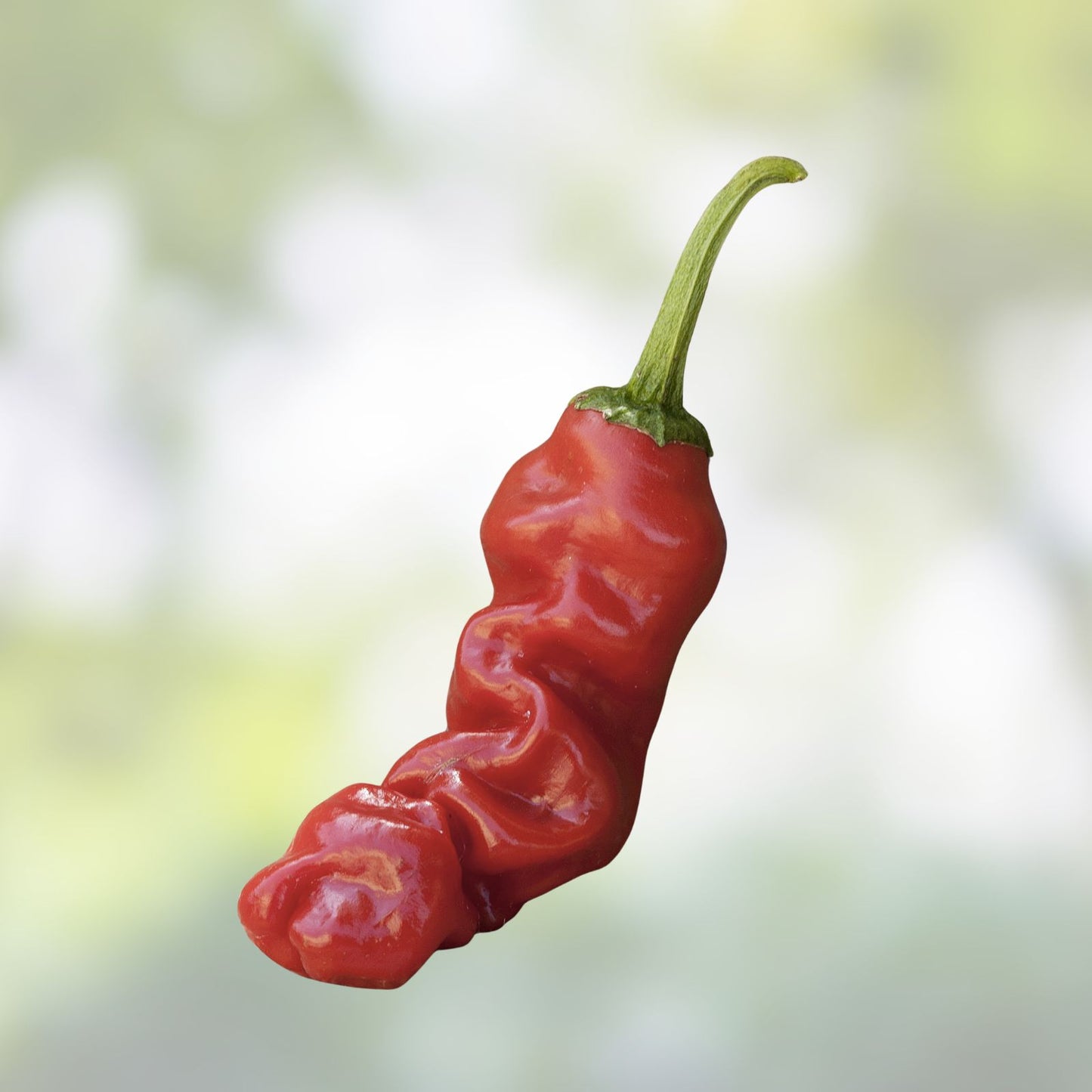 Peter Pepper Seeds 30 Pack - Easy to Grow Exotic Capsicum annuum Pepper Seeds