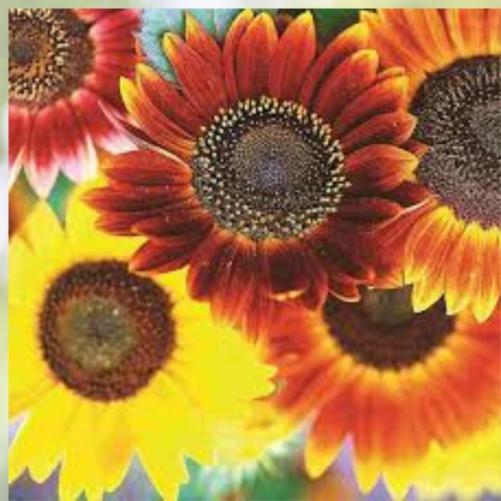 Autumn Beauty Sunflower Seeds 50 Organic Heirloom Seeds Helianthus annuus USA Grown