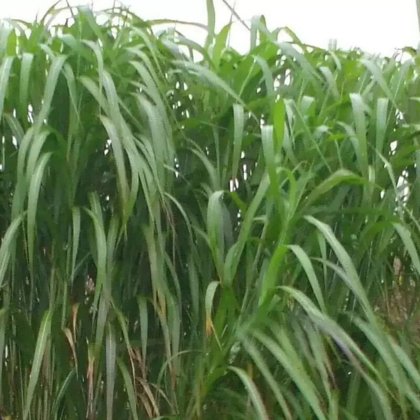 Giant Skyscraper Grass Seeds 100 Pack Tallest Grass on Earth Miscanthus giganteus Free Shipping
