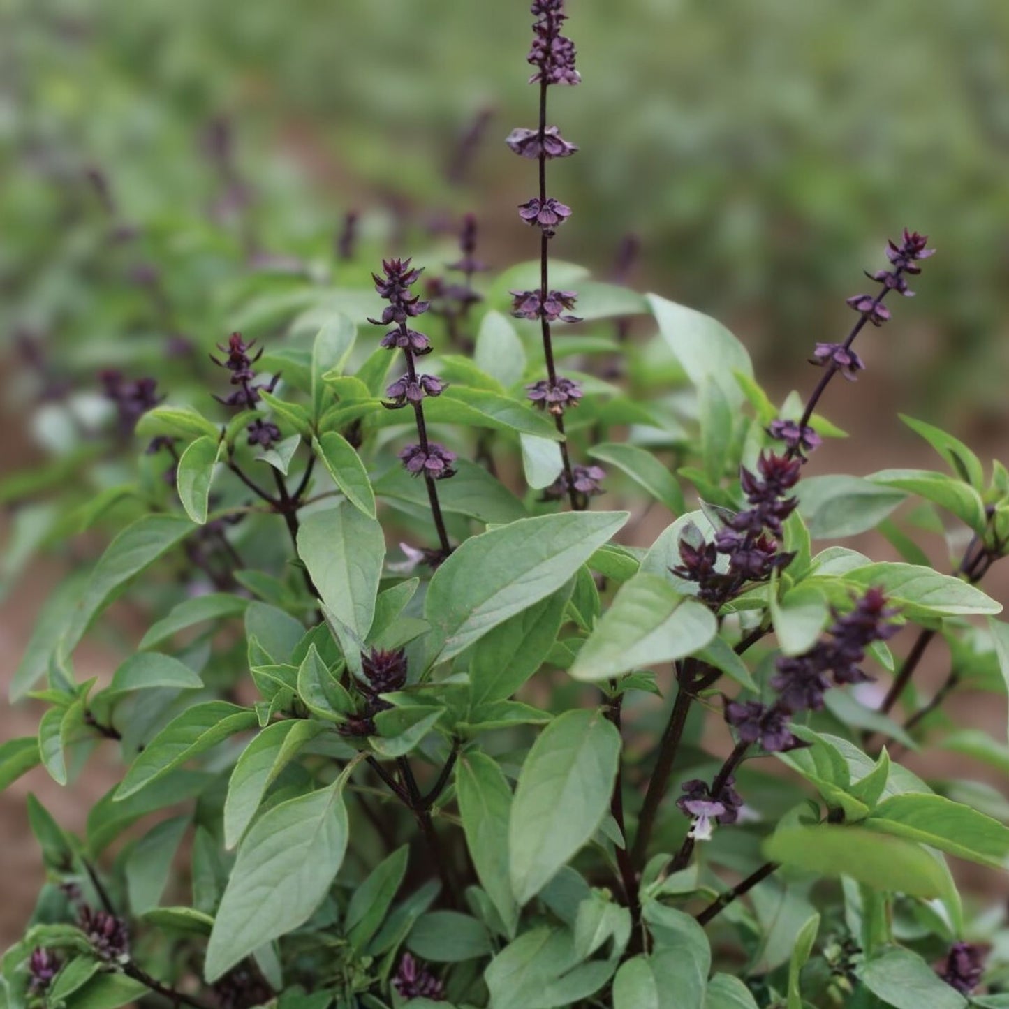 Thai Sweet Basil Seeds - 50+ High-Yielding Annual Herb Seeds, Ocimum basilicum var. thyrsiflora, Gardening Supplies