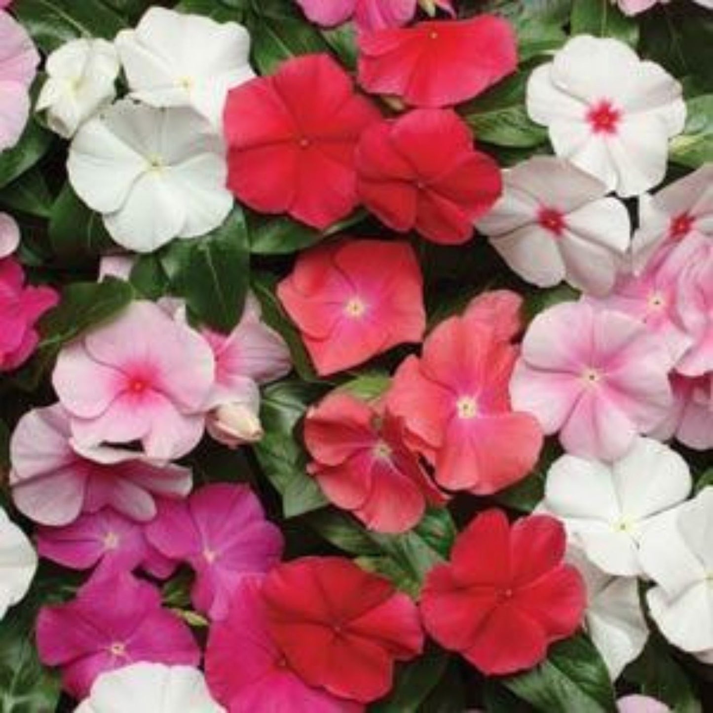 Vinca Seeds 1000 Count Sunsplash Peach Non-GMO Garden Flowers Catharanthus roseus