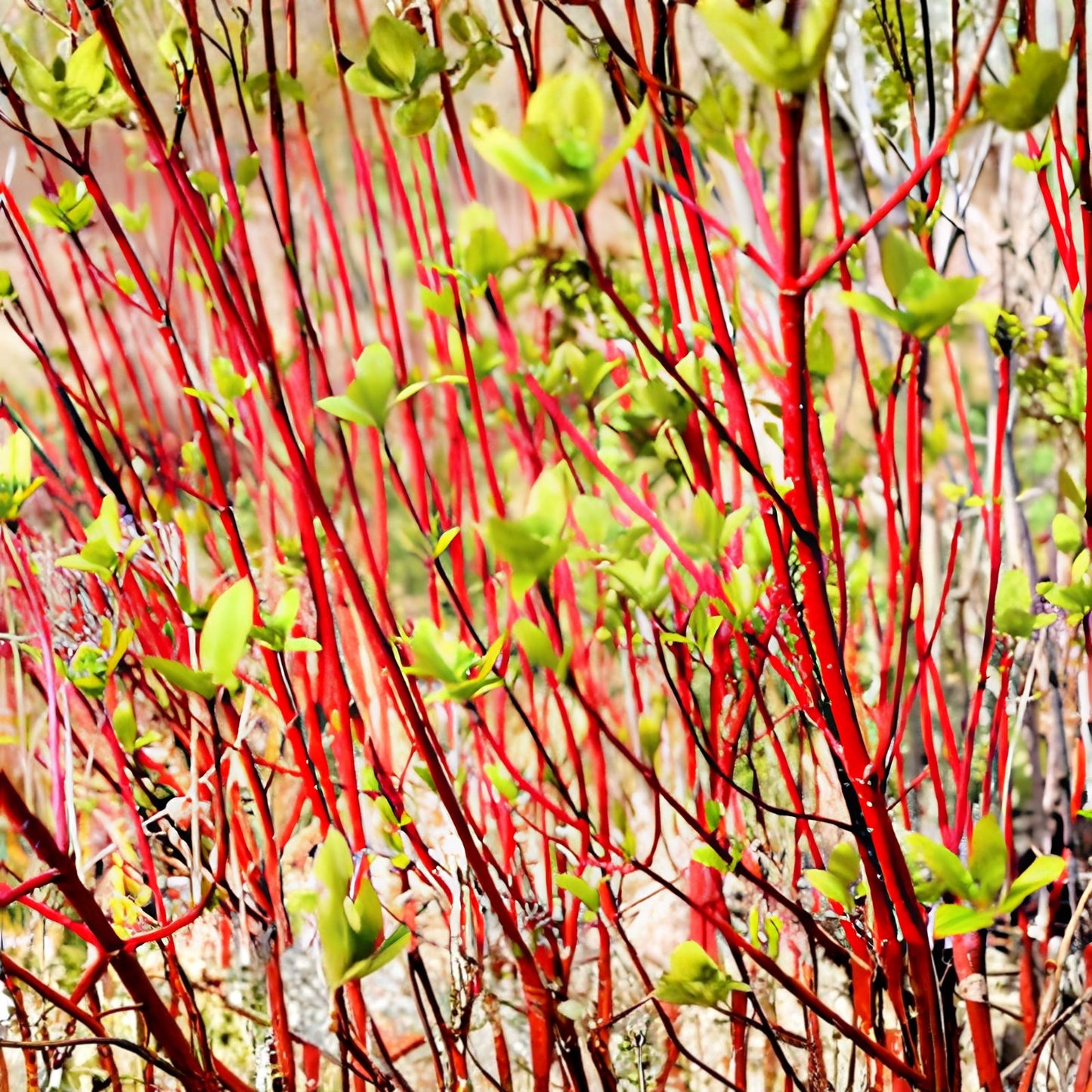 Red Dogwood Bush Cuttings 2 Pack No Roots Easy to Grow Cornus sericea Decorative Shrubs