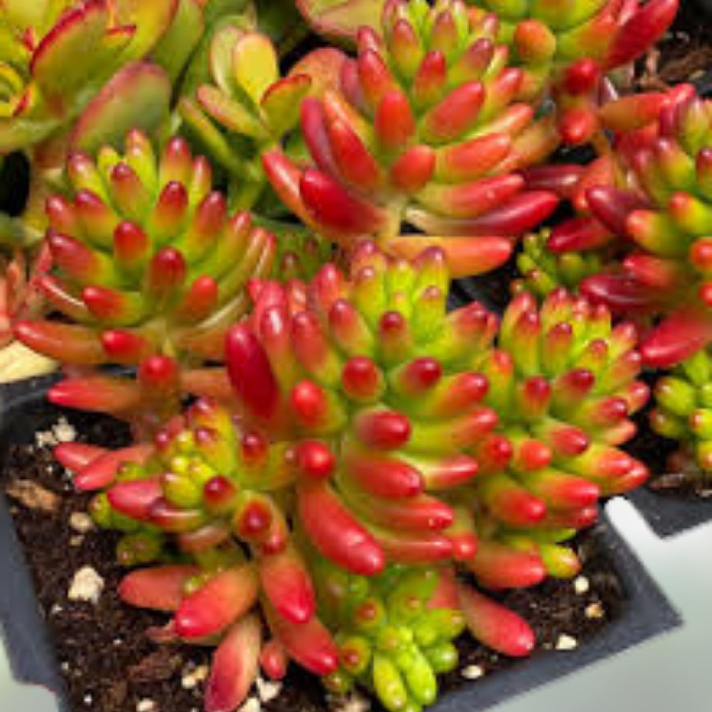 Sedum Rubrotinctum 'Pork & Bean' Jelly Beans Succulents - Variegated Cuttings 6 Pack for Indoor Gardening
