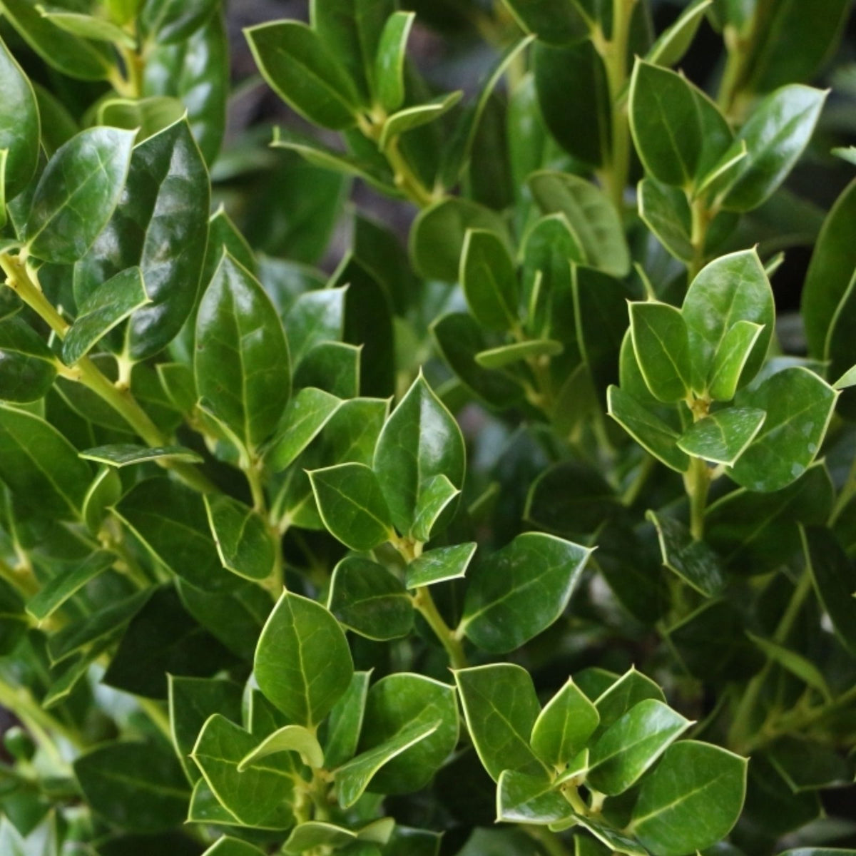 Needlepoint-Holly-Live-Evergreen-Shrub-6"-Ilex-Cornuta-3"-Pot-Hardy-Landscape-Plant-for-Garden-and-Landscaping