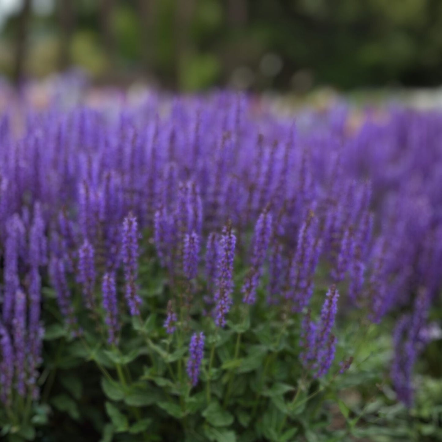 Meadow Sage Plant Bare Root Perennial Salvia 'Blue By You' Purple Flowers Hardy Zones 4-9