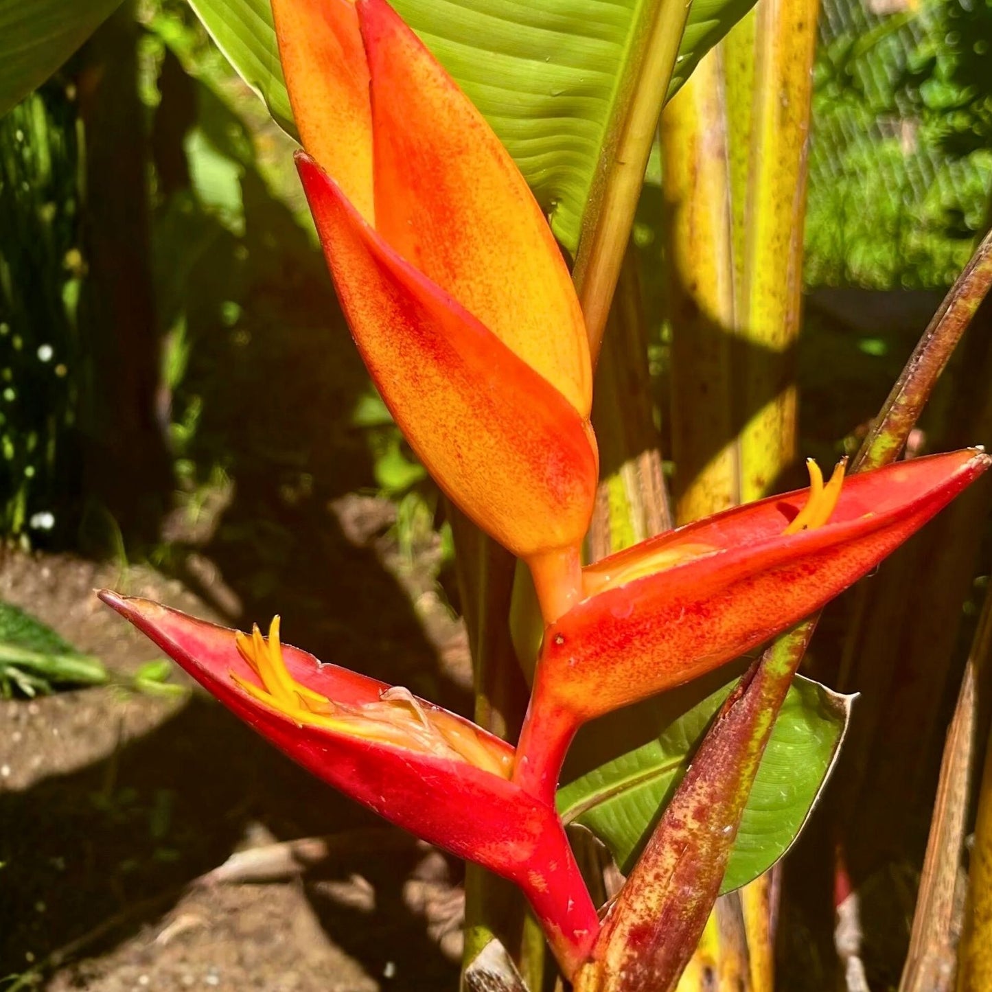 Stromanthe Jacquinii Rhizomes - 2x Yellow Exotic Tropical Plants for Shade, Dense Clumping Marantaceae