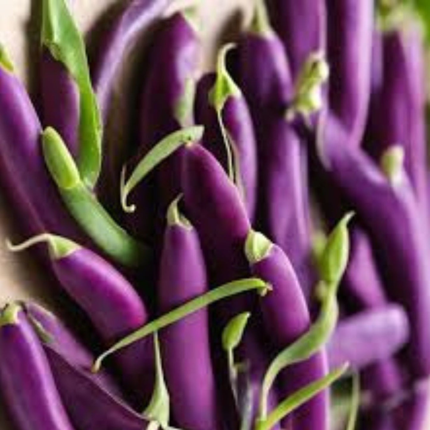 Purple Pod Pea Seeds - 10 Heirloom Non-GMO Seeds for Planting - Easy to Grow - Pisum sativum