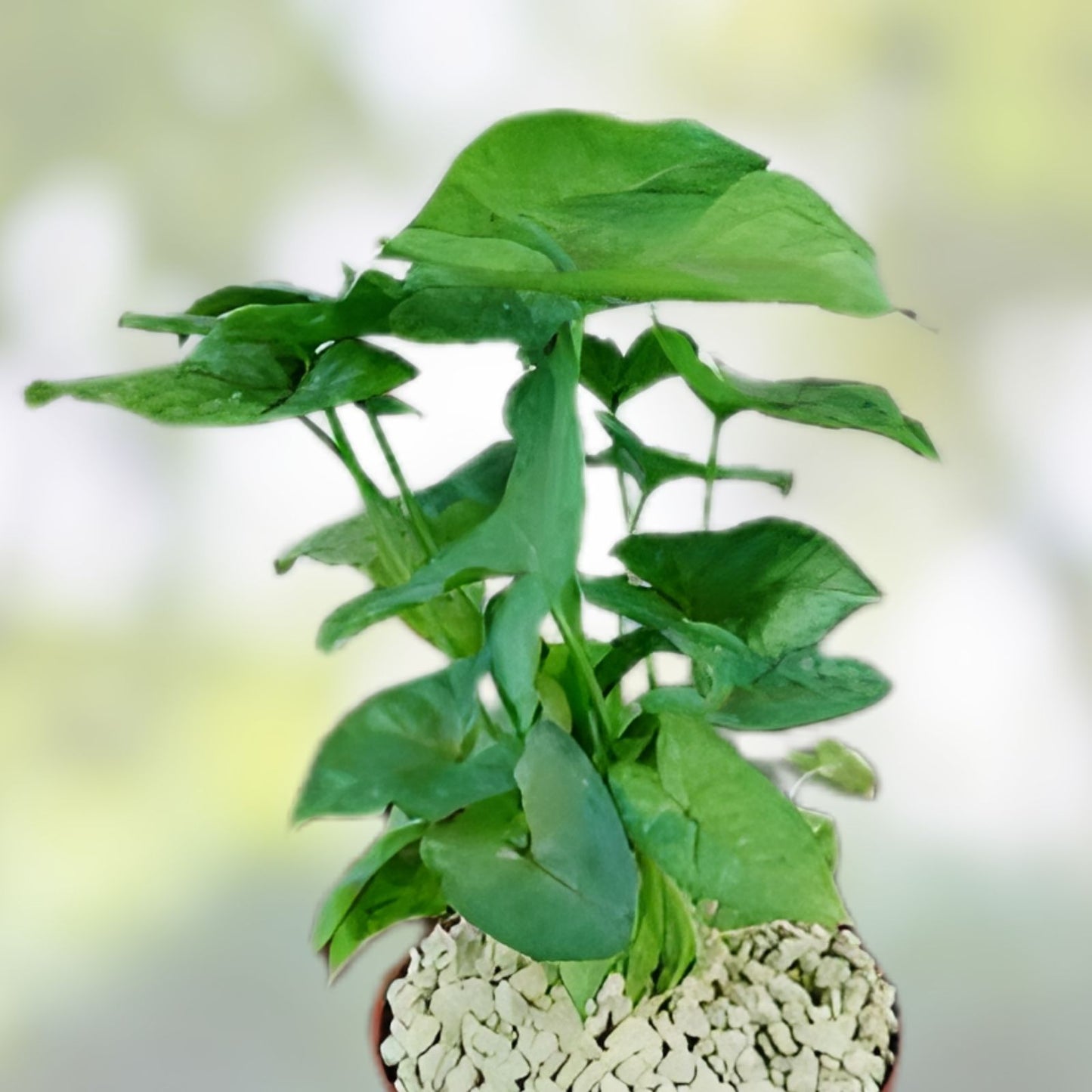 Syngonium 'Berry Allusion' Cutting - Live Rooted Indoor Houseplant, Easy to Grow, Syngonium podophyllum
