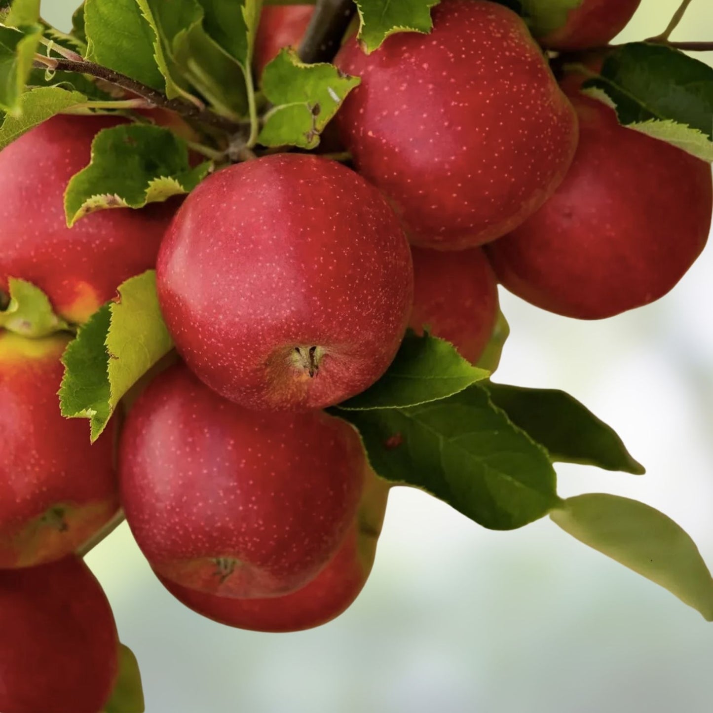 Apple Tree Seeds 30 Pack – Malus pumila Common Apple Tree for Planting, Fruit Tree Seeds, Garden Growing Supplies