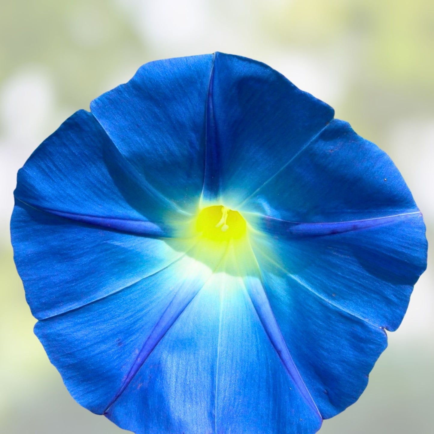 Morning Glory Seeds 100 Pack - Heavenly Blue Crisp Blooms - Ipomoea tricolor climbing vine, flower seeds for garden and landscaping