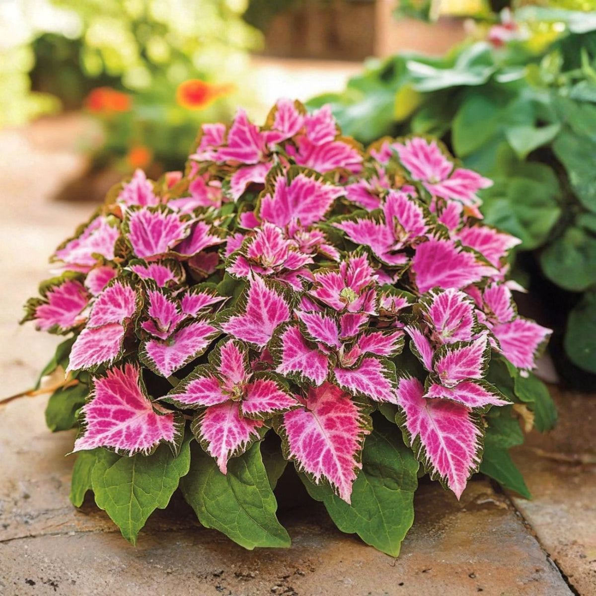 Coleus Seeds Bulk 500+ Heirloom Non-GMO Annual Flower Seeds Variegated Foliage Solenostemon scutellarioides
