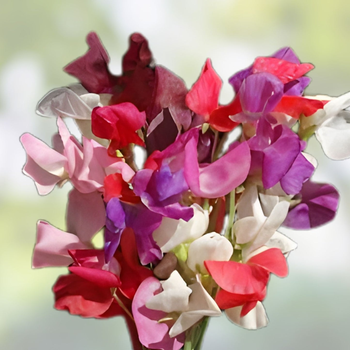 Sweet Pea Vine Seeds 80 ct | Royal Family Flower Garden Mix | Lathyrus odoratus | Fragrant Climbing Flower Seeds