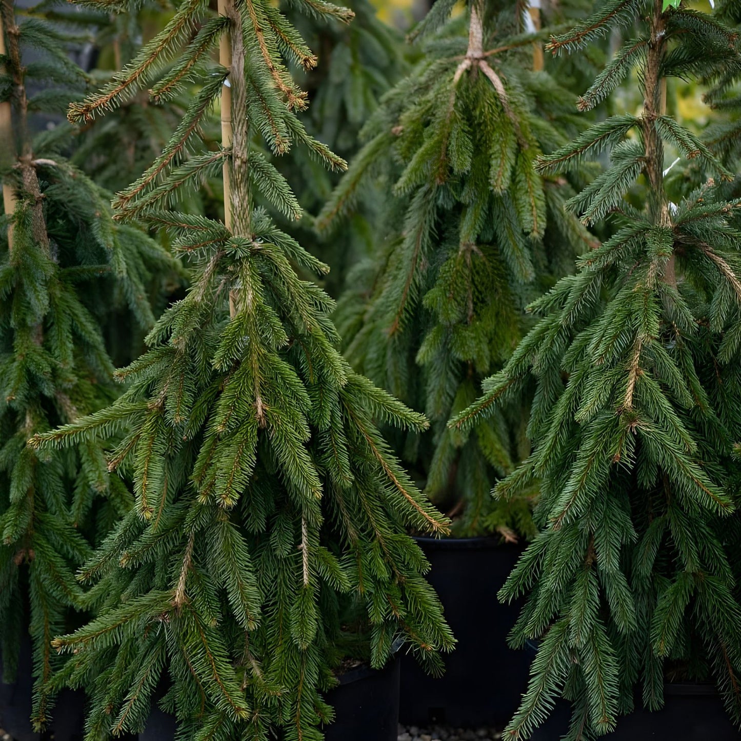Norway Spruce Tree Live Plant 8-16 Inches Hardy Evergreen Garden Tree Picea abies