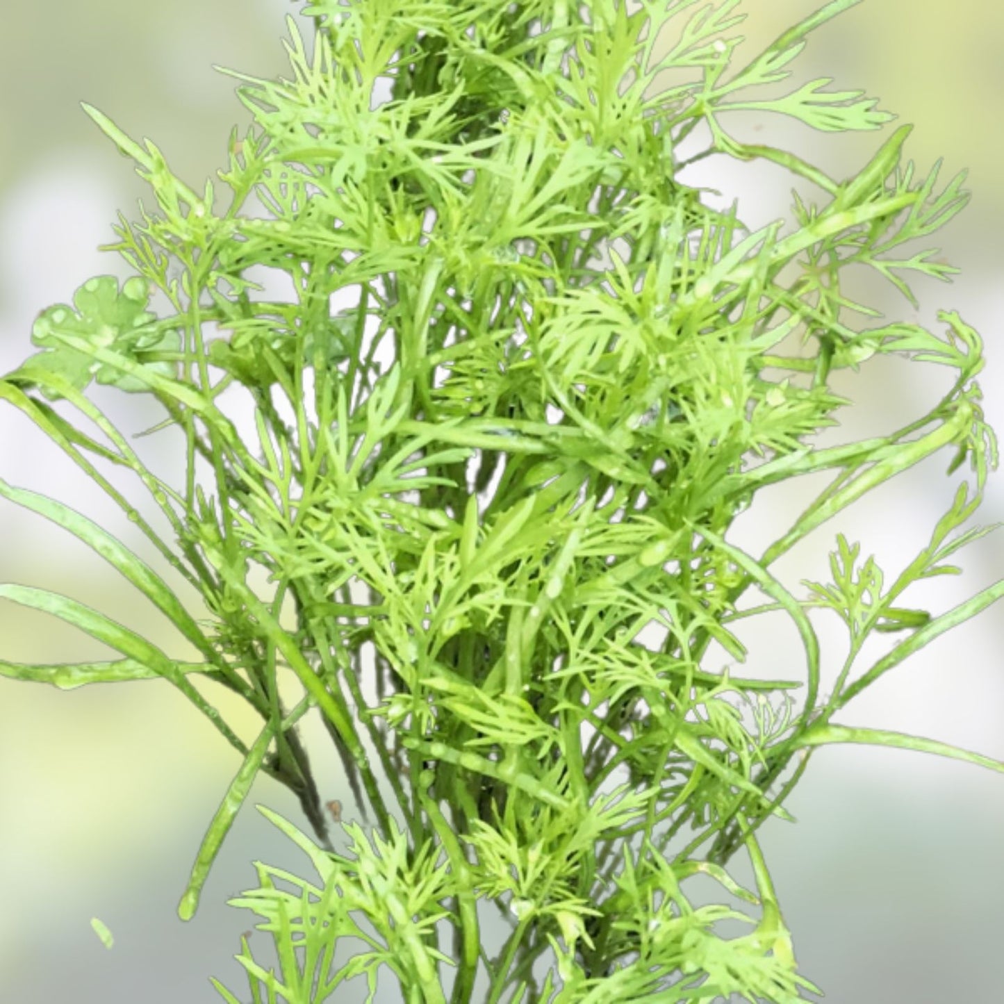 Dill Seeds 200+ Count | Fragrant Culinary Herb | Anethum graveolens | Organic, Non-GMO, Cooking & Gardening
