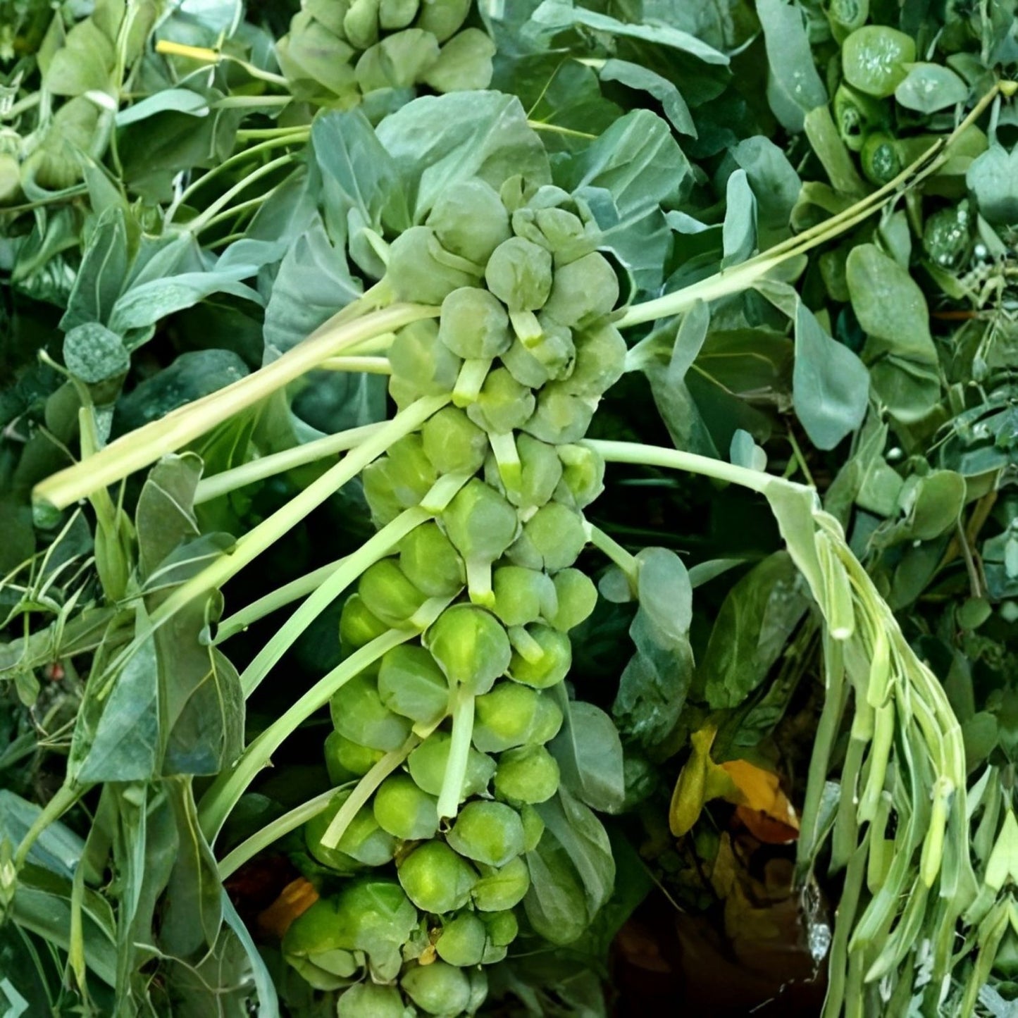 Brussel Sprouts Seeds 250+ Long Island Variety Grow Your Own Food Brassica oleracea var. gemmifera
