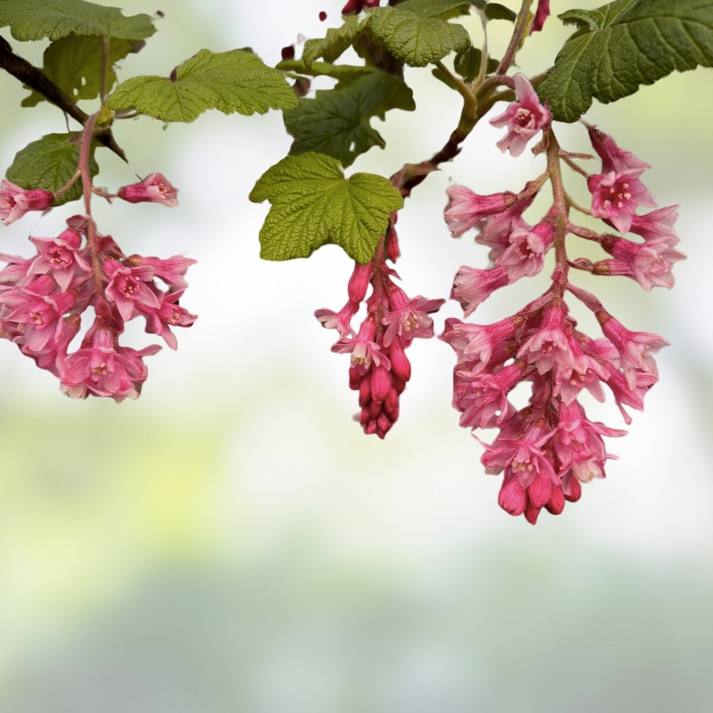 Red Flowering Currant Shrub Seeds - 10 Pack - Ribes sanguineum - Ornamental Hedge Bush for Gardens and Landscaping