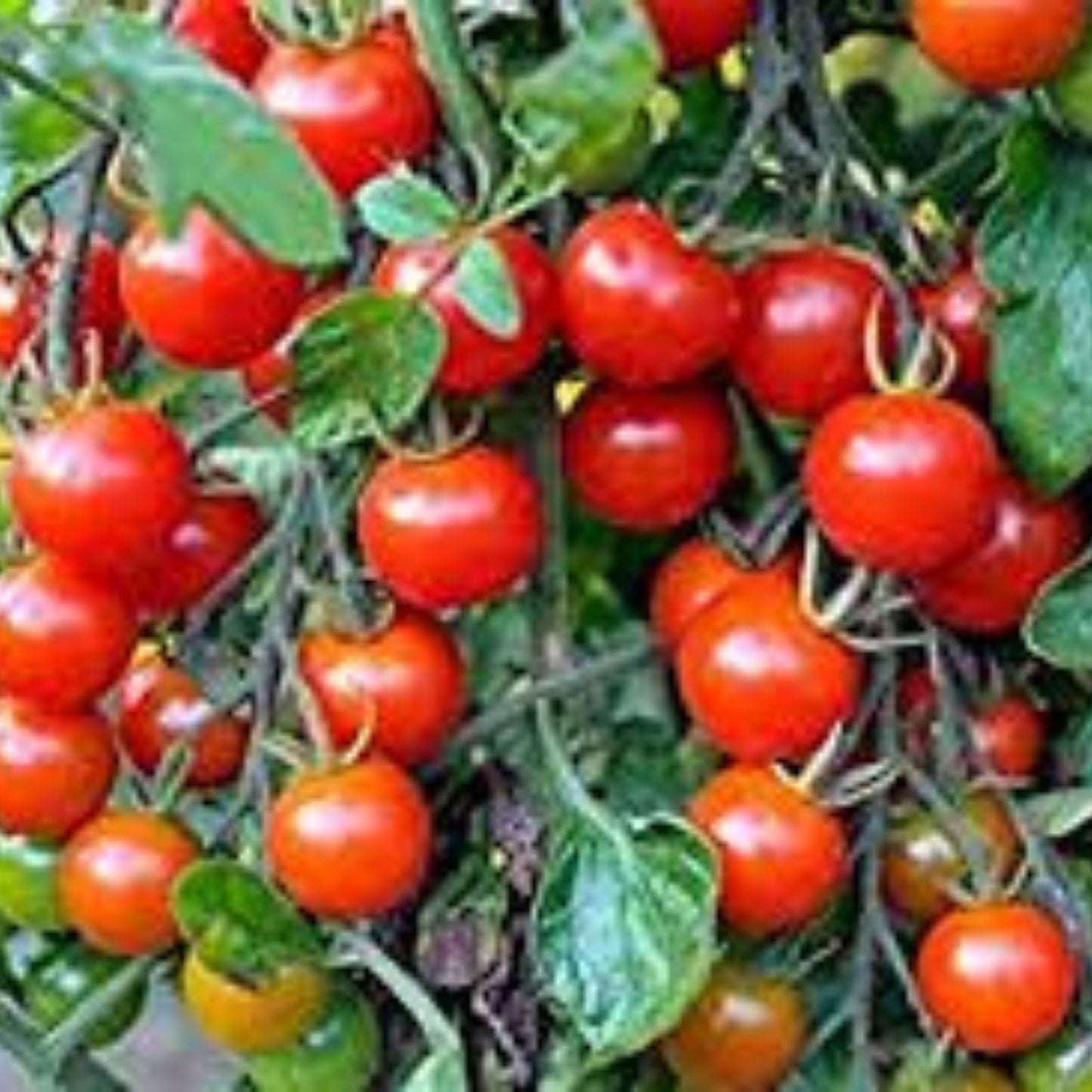 Cherry Tomato Seeds - Sweet Flavor Heirloom Variety - Solanum lycopersicum - Organic, Non-GMO, Garden Planting Seeds