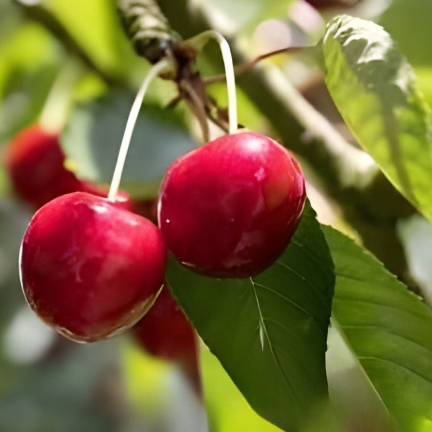 Sweet Cherry Tree Seeds, Organic Prunus avium, Heirloom Variety, Non-GMO Fruit Tree Seeds for Planting